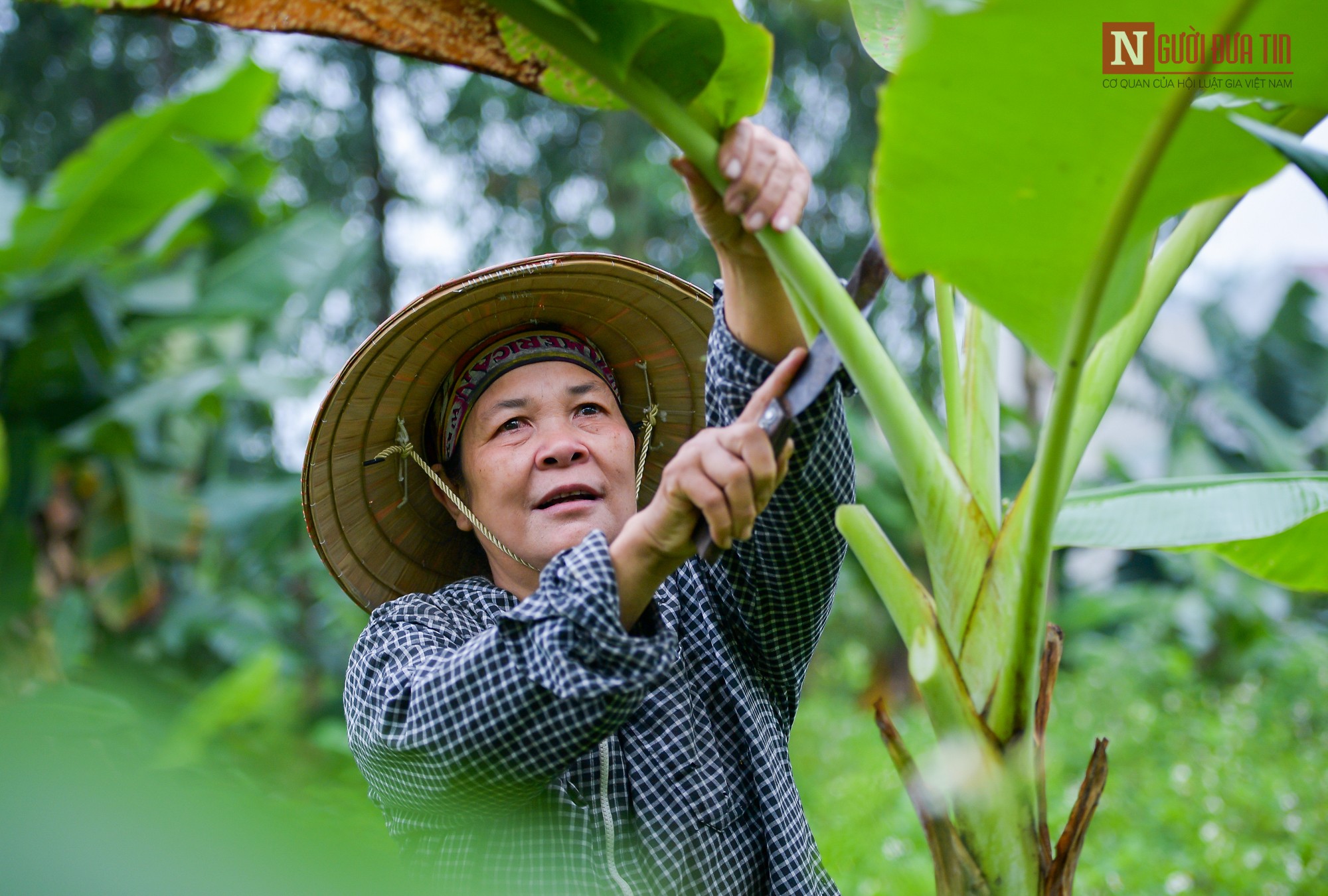 Tin nhanh - Người phụ nữ với ước mơ túi nilon sẽ được thay thế bằng lá chuối (Hình 2).