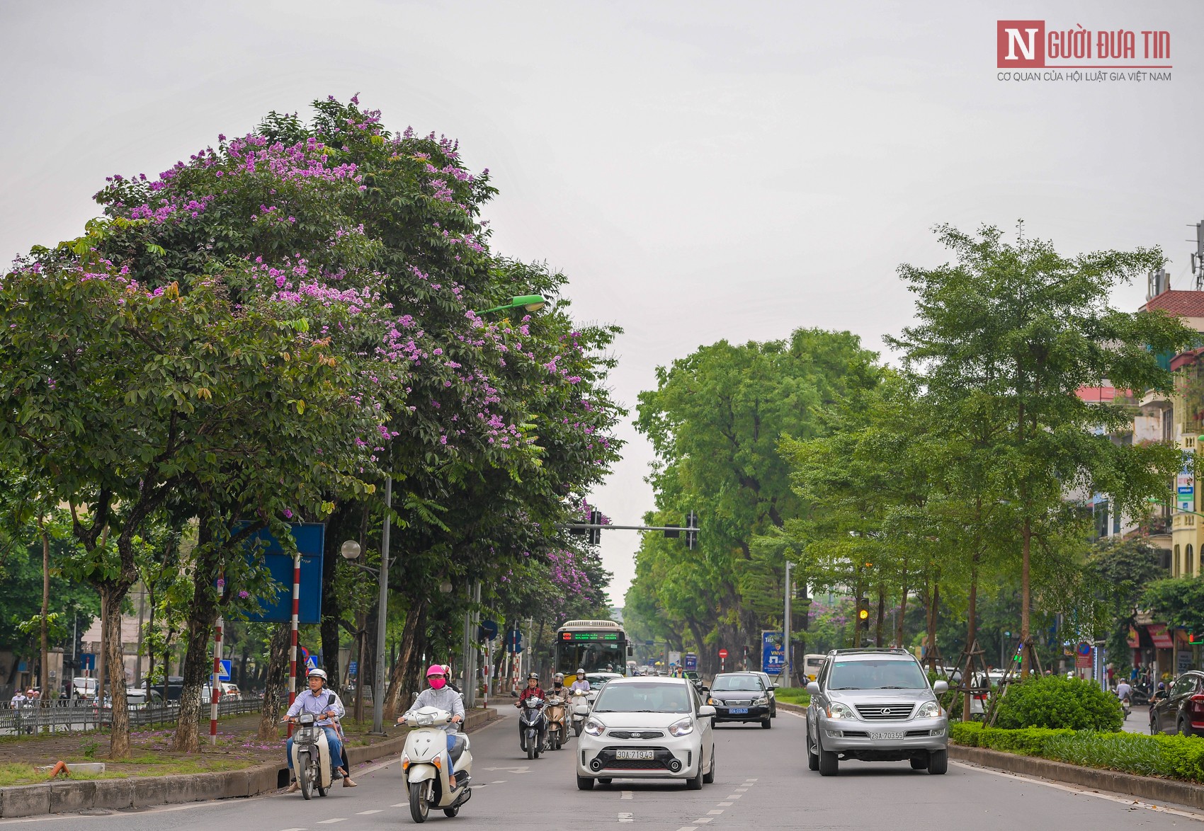 Dân sinh - Nao lòng hoa bằng lăng nở tím đường phố Hà Nội