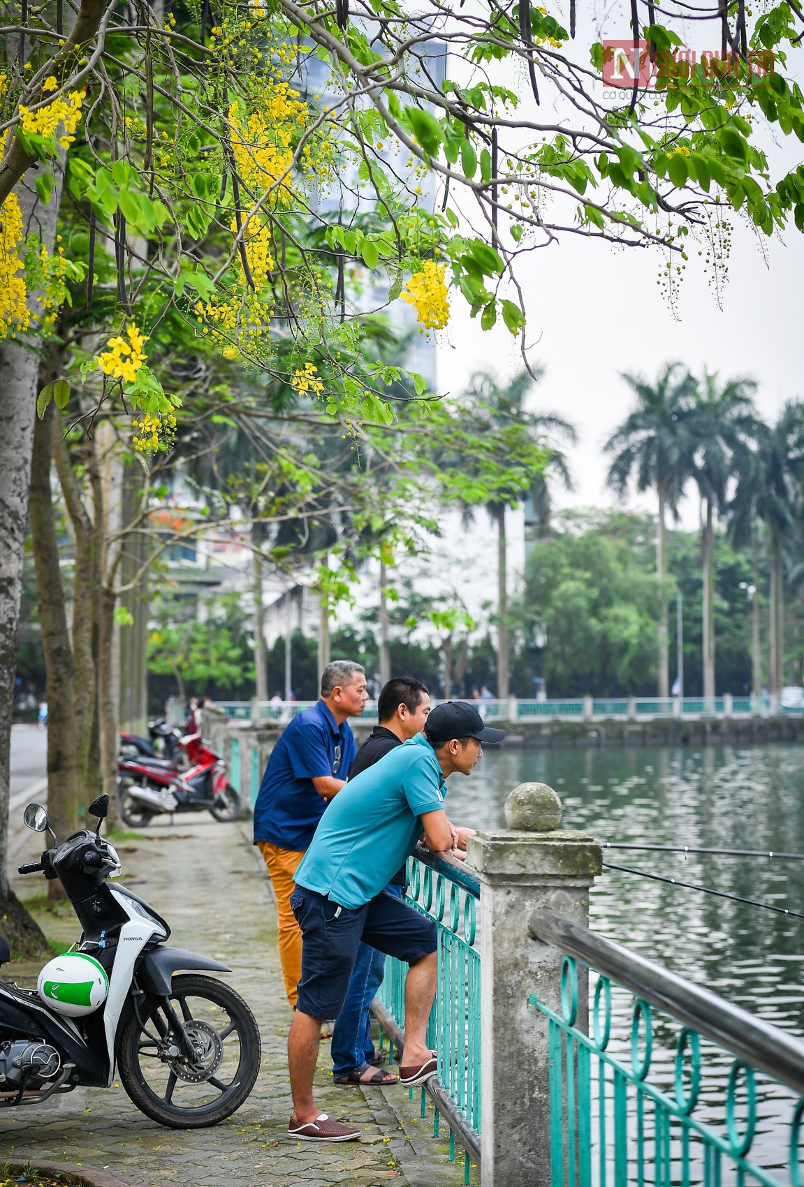 Tin nhanh - Hà Nội: Muồng hoàng yến nở rộ, 'dát vàng' Hồ Tây (Hình 11).