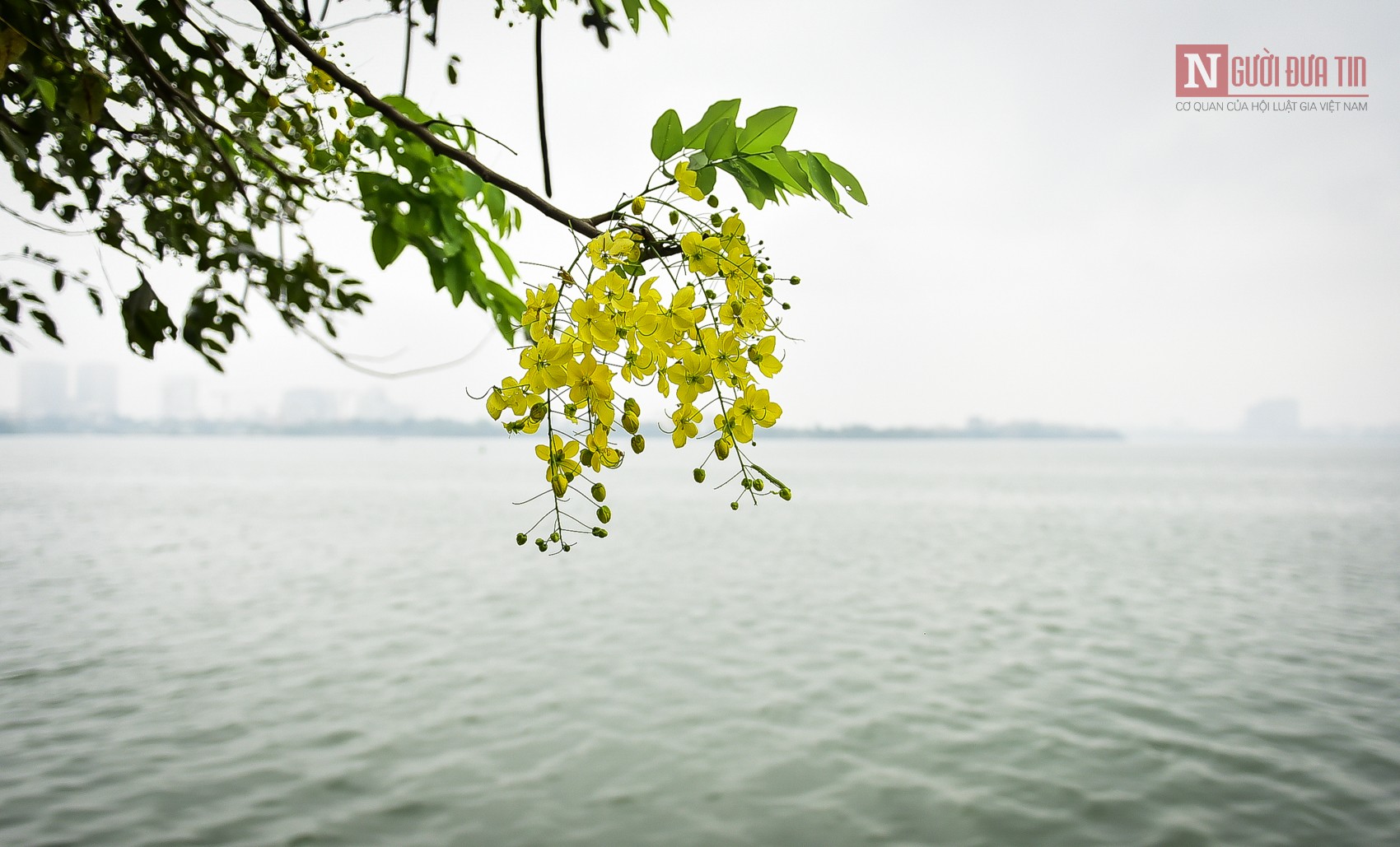 Tin nhanh - Hà Nội: Muồng hoàng yến nở rộ, 'dát vàng' Hồ Tây (Hình 10).