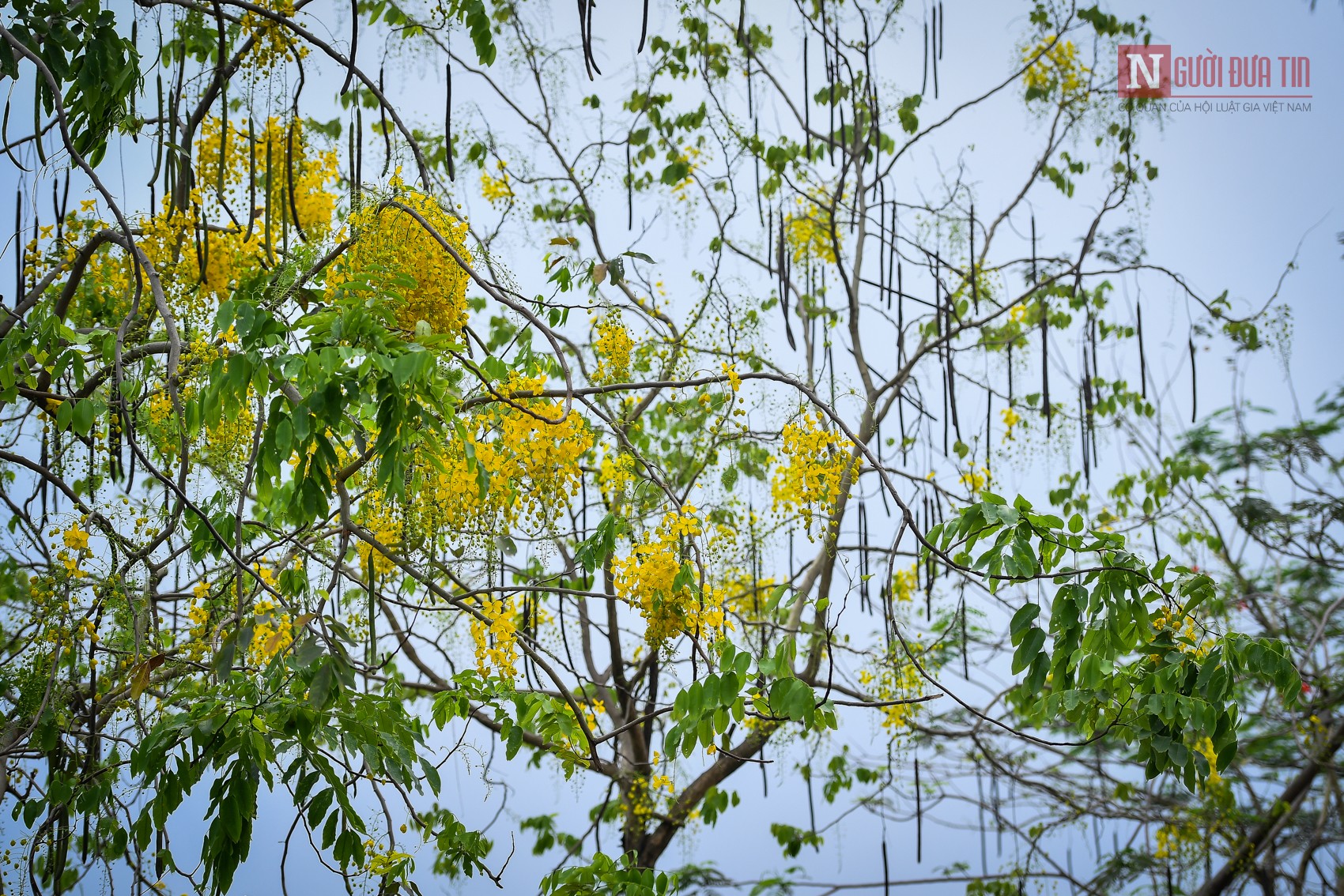 Tin nhanh - Hà Nội: Muồng hoàng yến nở rộ, 'dát vàng' Hồ Tây (Hình 9).