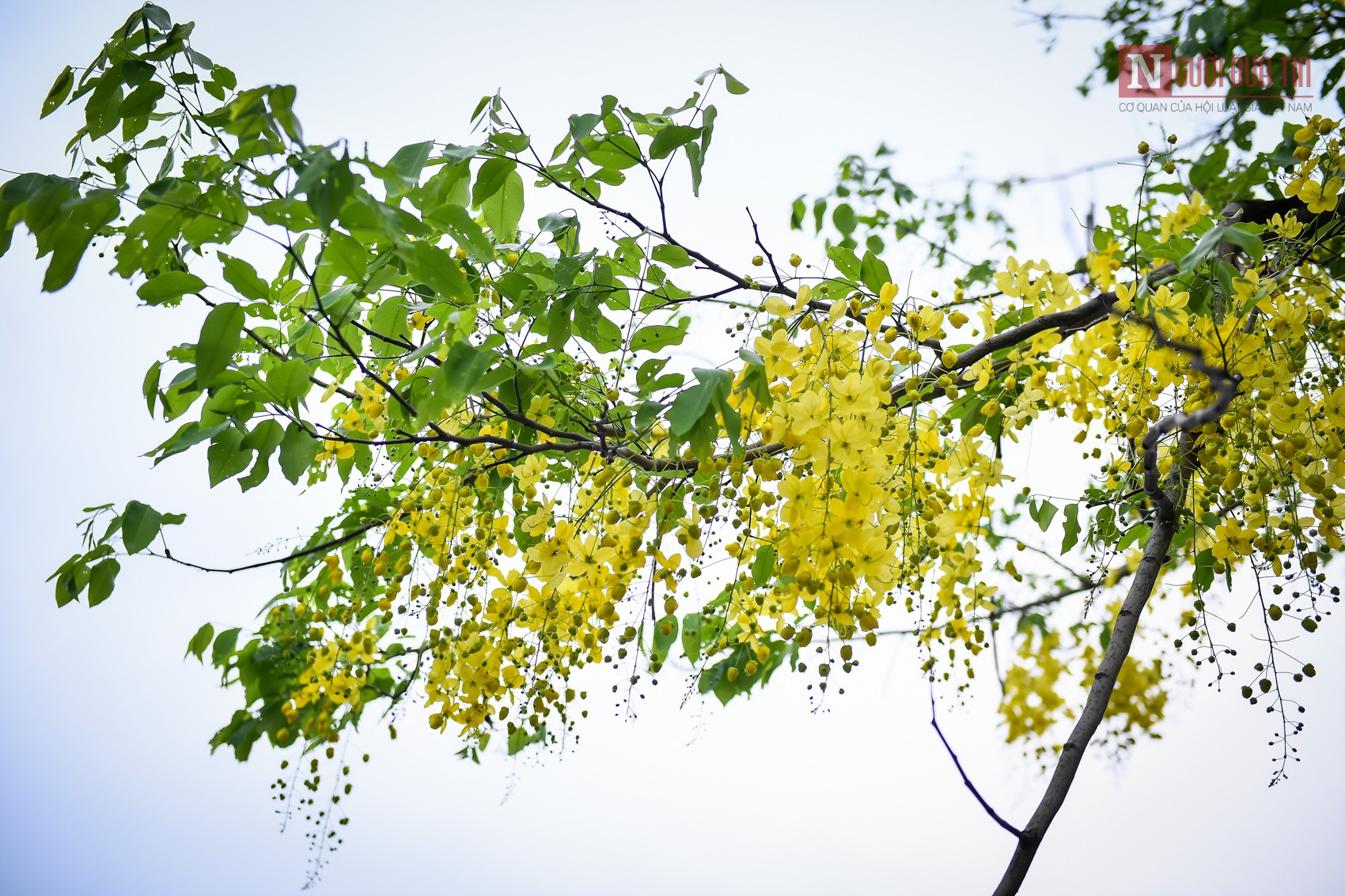 Tin nhanh - Hà Nội: Muồng hoàng yến nở rộ, 'dát vàng' Hồ Tây (Hình 5).