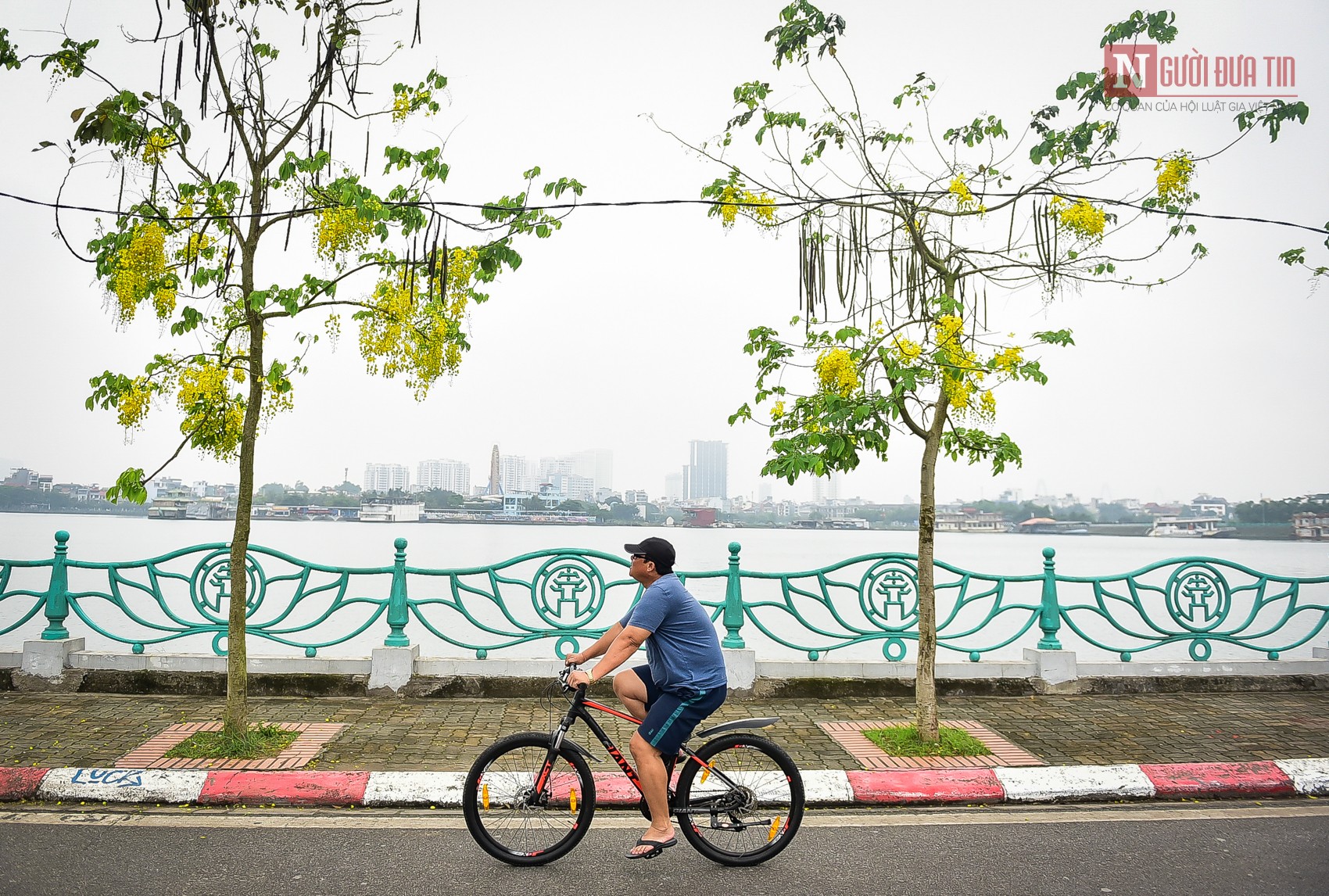 Tin nhanh - Hà Nội: Muồng hoàng yến nở rộ, 'dát vàng' Hồ Tây