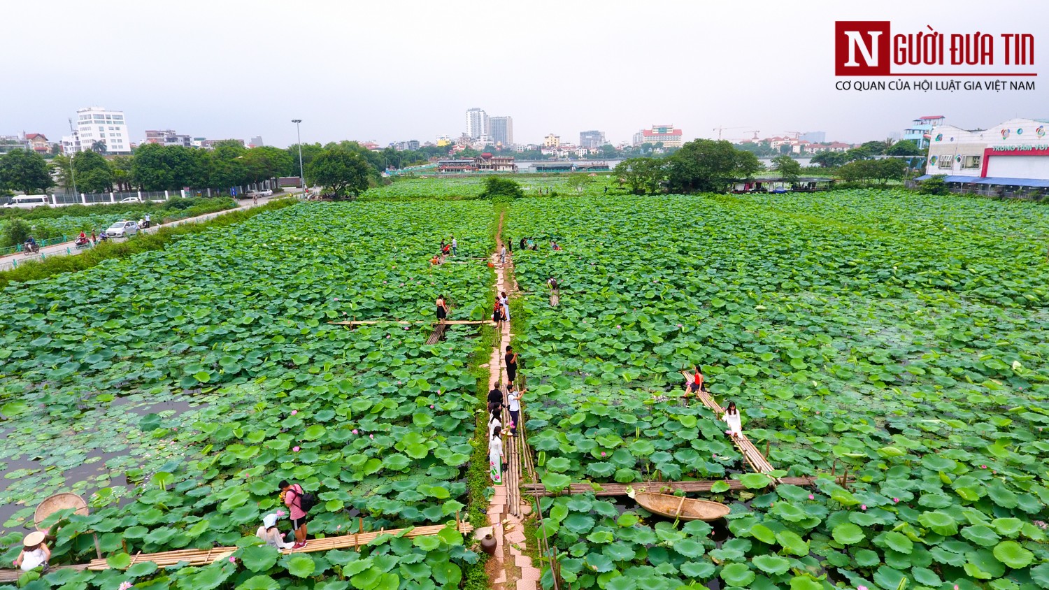 Tin nhanh - Người dân Thủ đô háo hức chụp sen đầu mùa