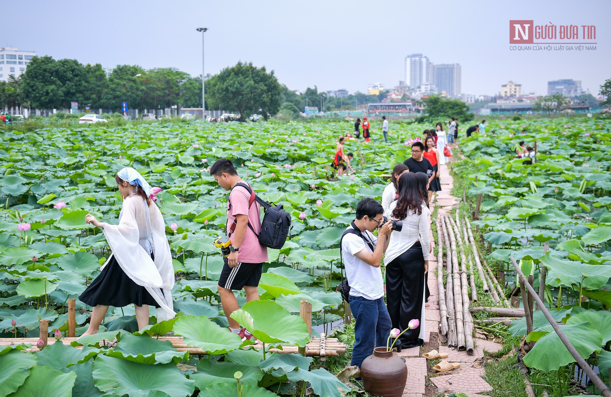 Tin nhanh - Người dân Thủ đô háo hức chụp sen đầu mùa (Hình 2).