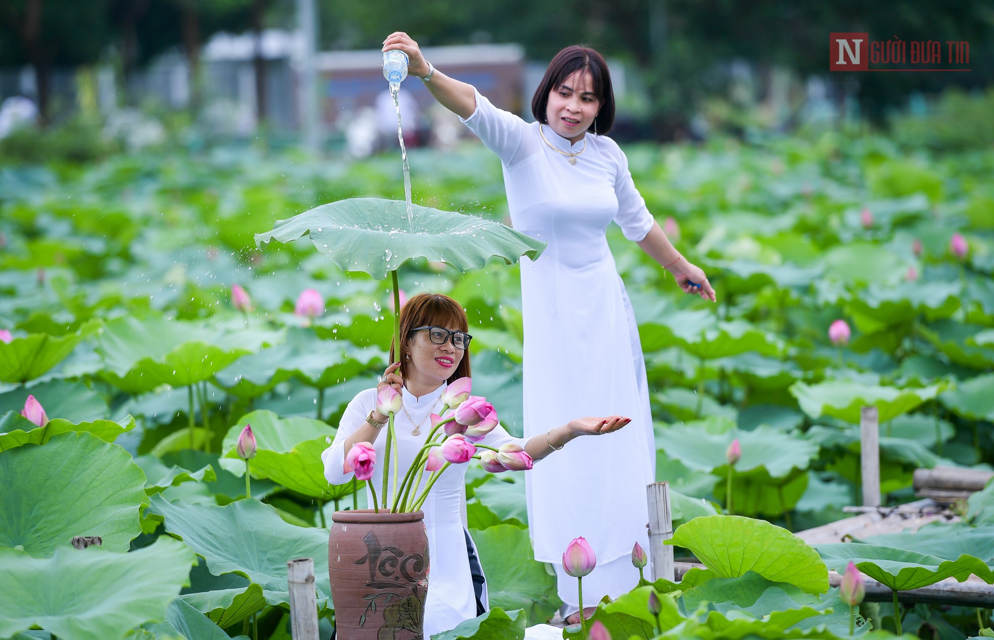 Tin nhanh - Người dân Thủ đô háo hức chụp sen đầu mùa (Hình 9).