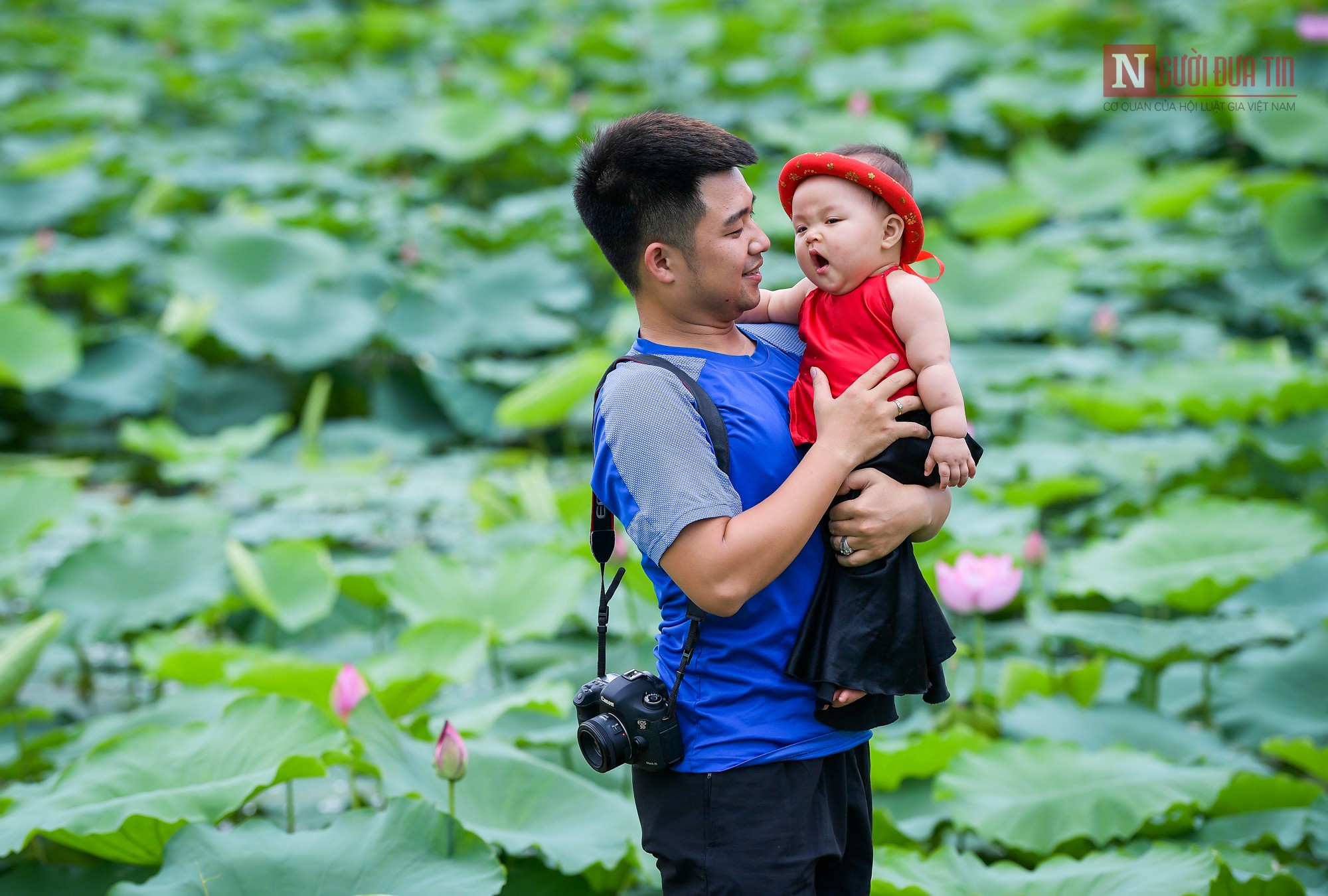 Tin nhanh - Người dân Thủ đô háo hức chụp sen đầu mùa (Hình 8).