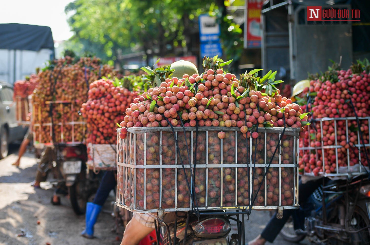 Tin nhanh - Bắc Giang: Đường vải Lục Ngạn tấp nập mùa thu hoạch (Hình 11).