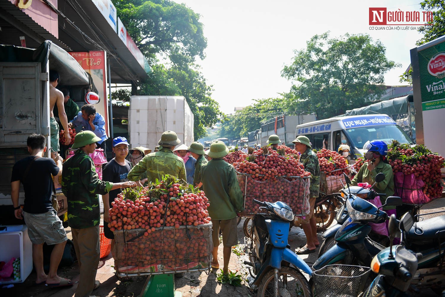 Tin nhanh - Bắc Giang: Đường vải Lục Ngạn tấp nập mùa thu hoạch (Hình 4).