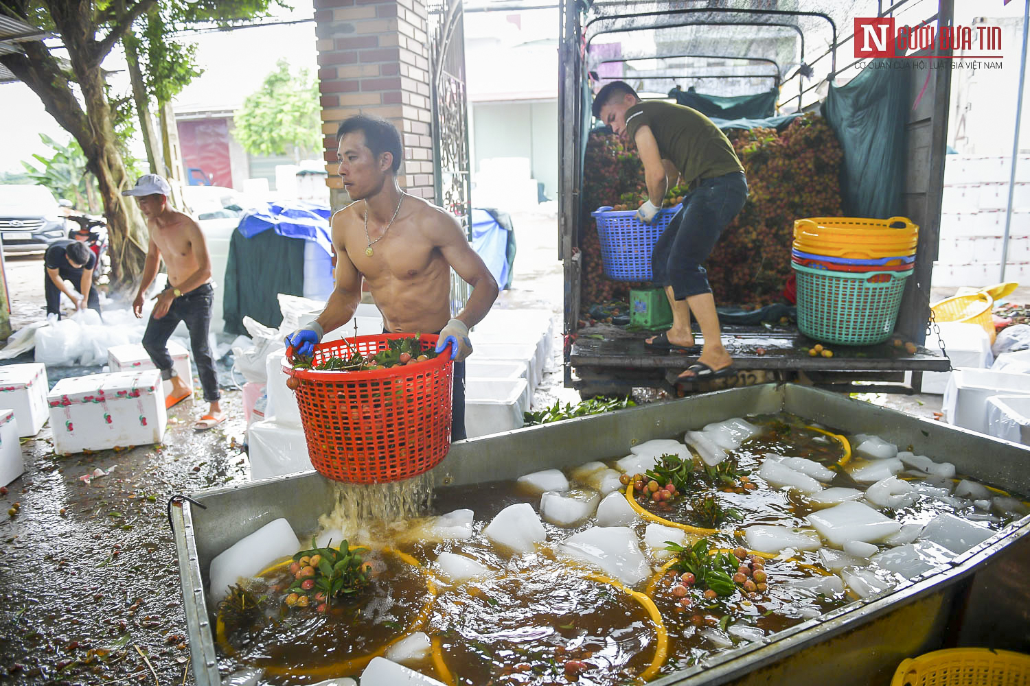 Dân sinh - Nghề 'độc' đất vải Lục Ngạn: Biến nước thành 'vàng', thu hàng tỷ đồng (Hình 12).