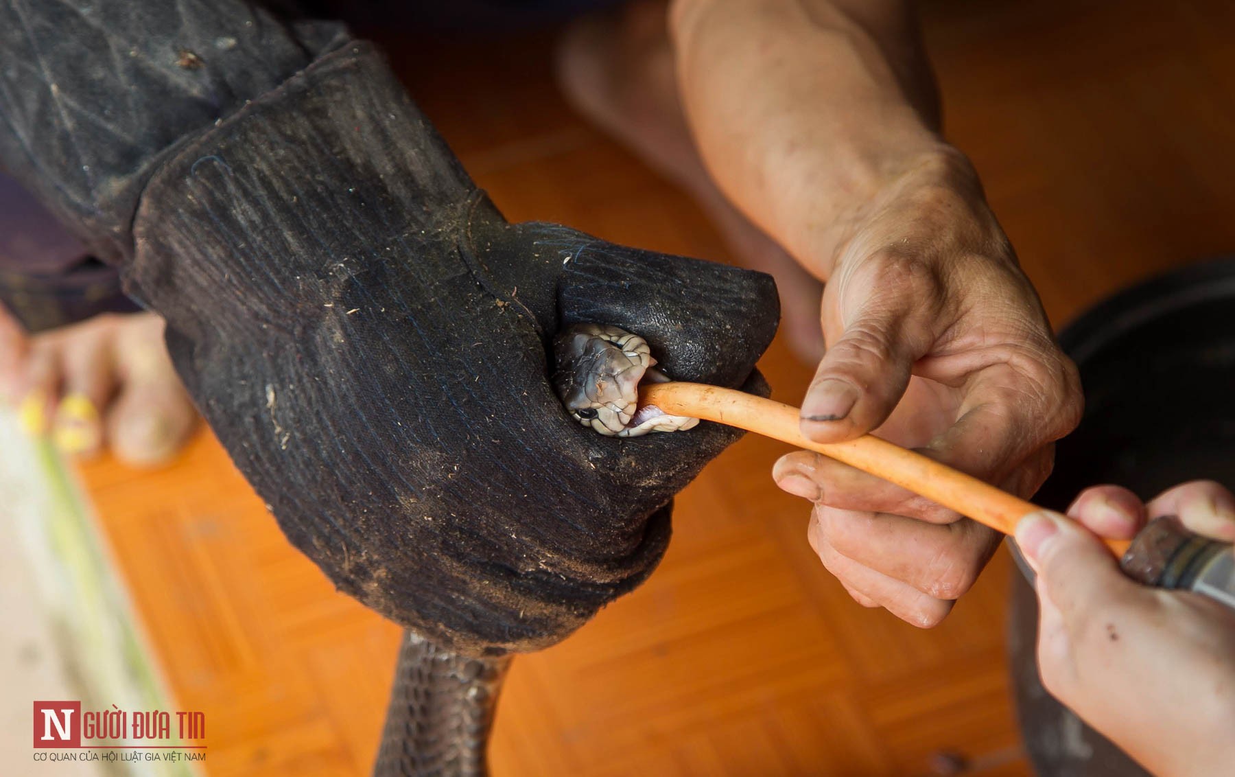 Dân sinh - 'Tàn nhưng không phế', người thương binh trở thành tỉ phú nhờ nuôi rắn hổ mang (Hình 4).