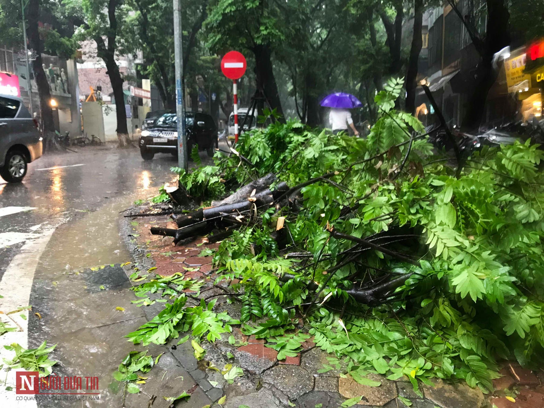 Tin nhanh - Hà Nội: Hàng loạt cây xanh, cột điện nghiêng đổ do bão số 3 (Hình 6).