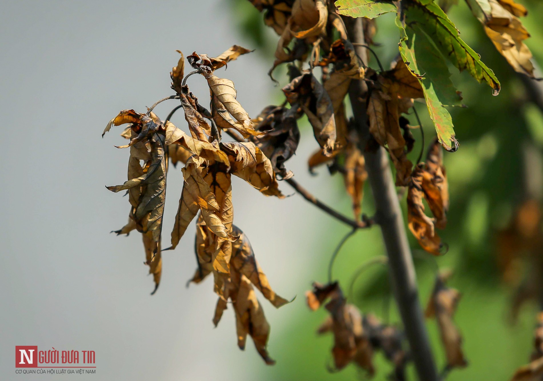 Tin nhanh - Hà Nội: Chưa kịp 'ào ào lá đỏ', hàng phong đã vội chuyển vàng, héo úa (Hình 5).