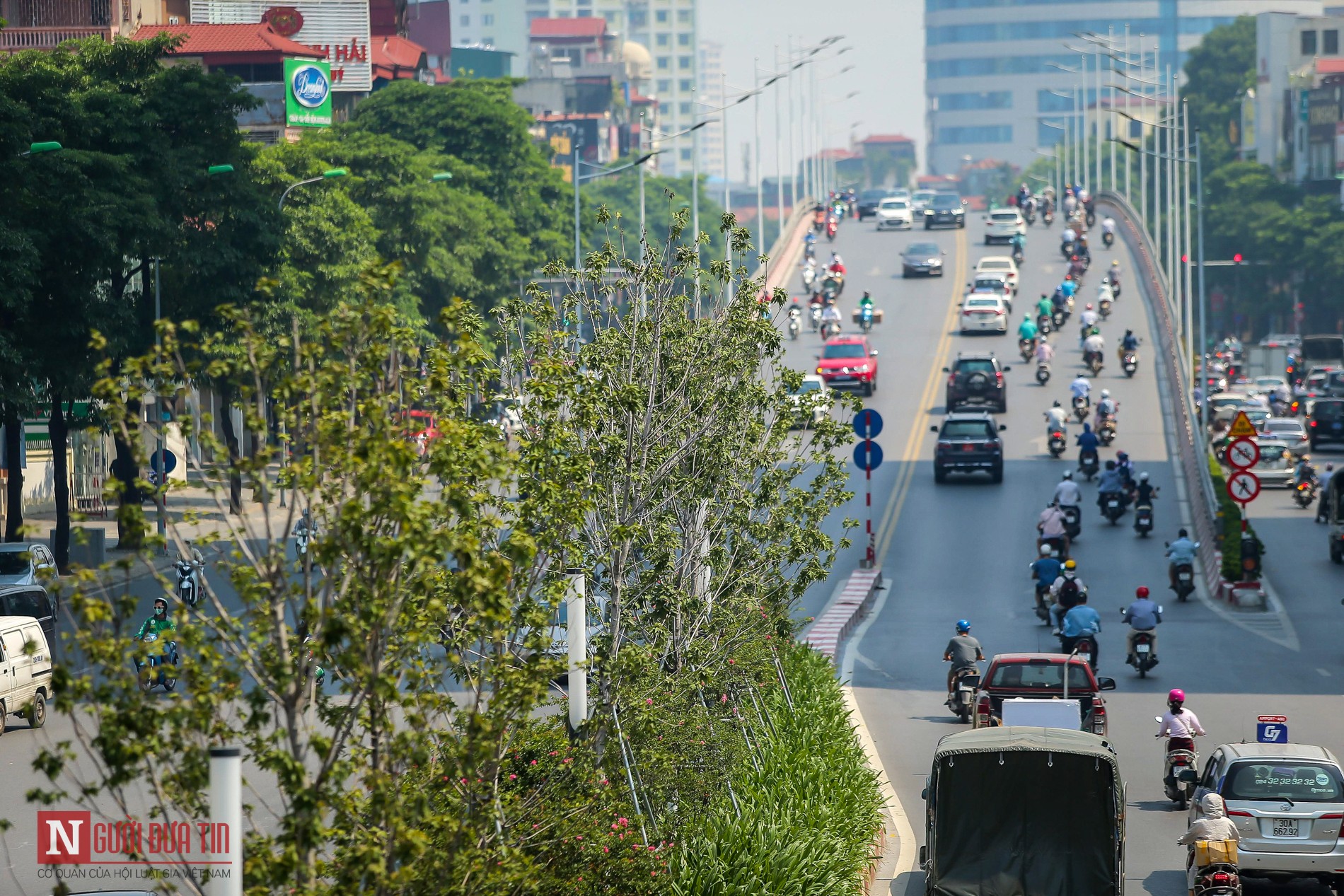 Tin nhanh - Hà Nội: Chưa kịp 'ào ào lá đỏ', hàng phong đã vội chuyển vàng, héo úa