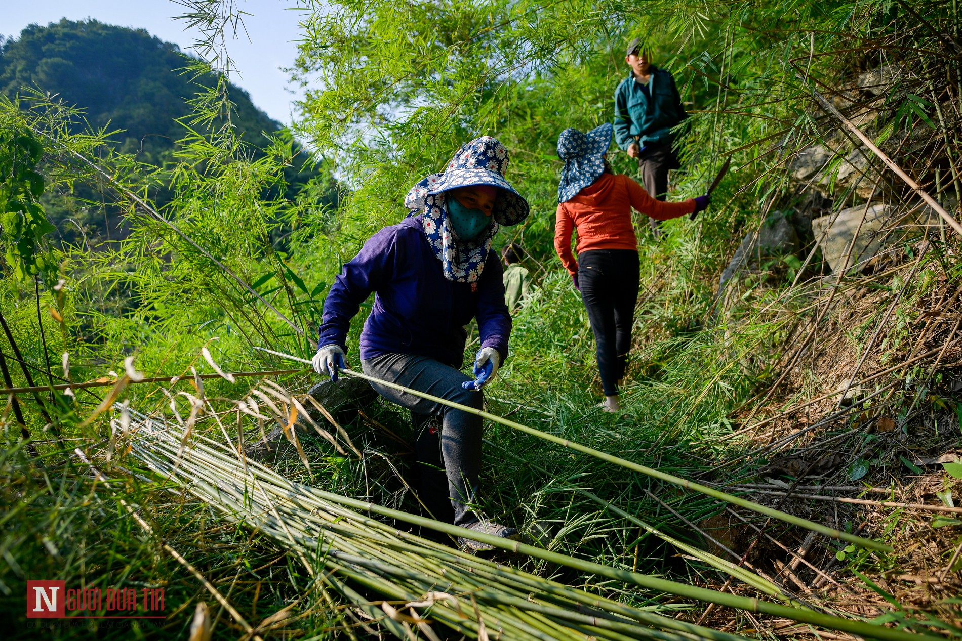 Môi trường - 'Đột nhập' xưởng sản xuất ống hút tự nhiên lớn nhất miền Bắc (Hình 2).