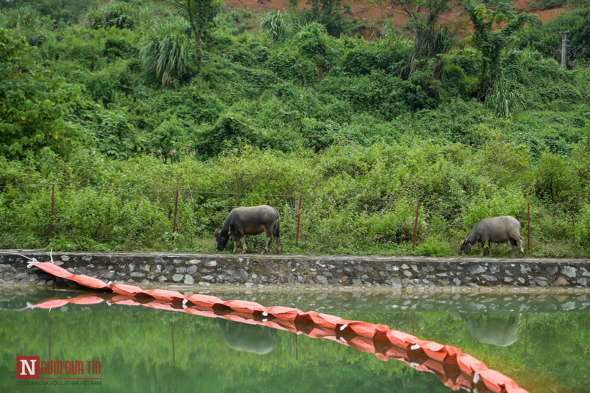 Tin nhanh - Chăn thả gia súc ở khu vực kênh dẫn nước nhà máy nước sạch sông Đà (Hình 2).