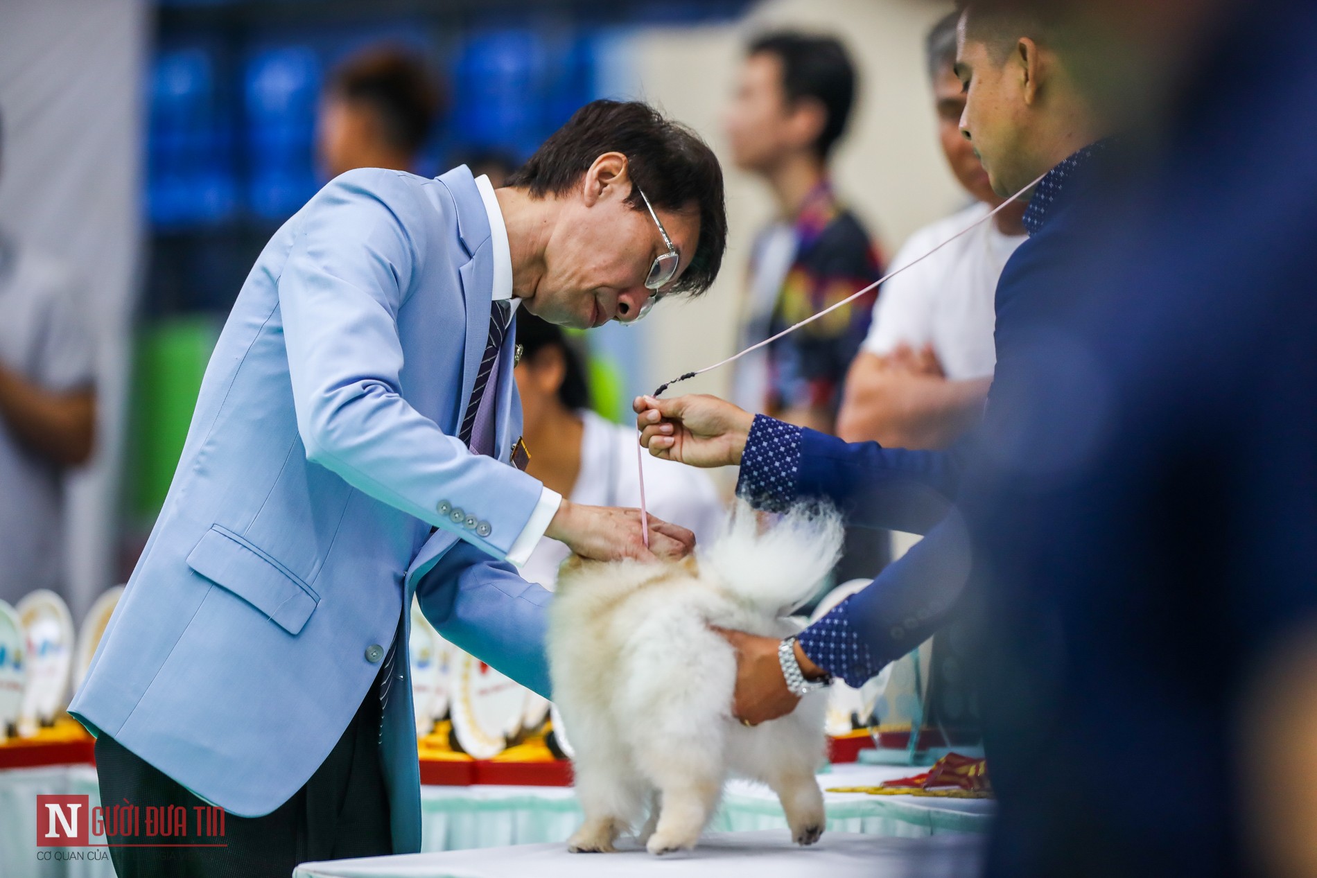 Tin nhanh - Hàng trăm “boss” được đưa đi thi tài tại Vietnam Championship Dog Show 2019 (Hình 11).