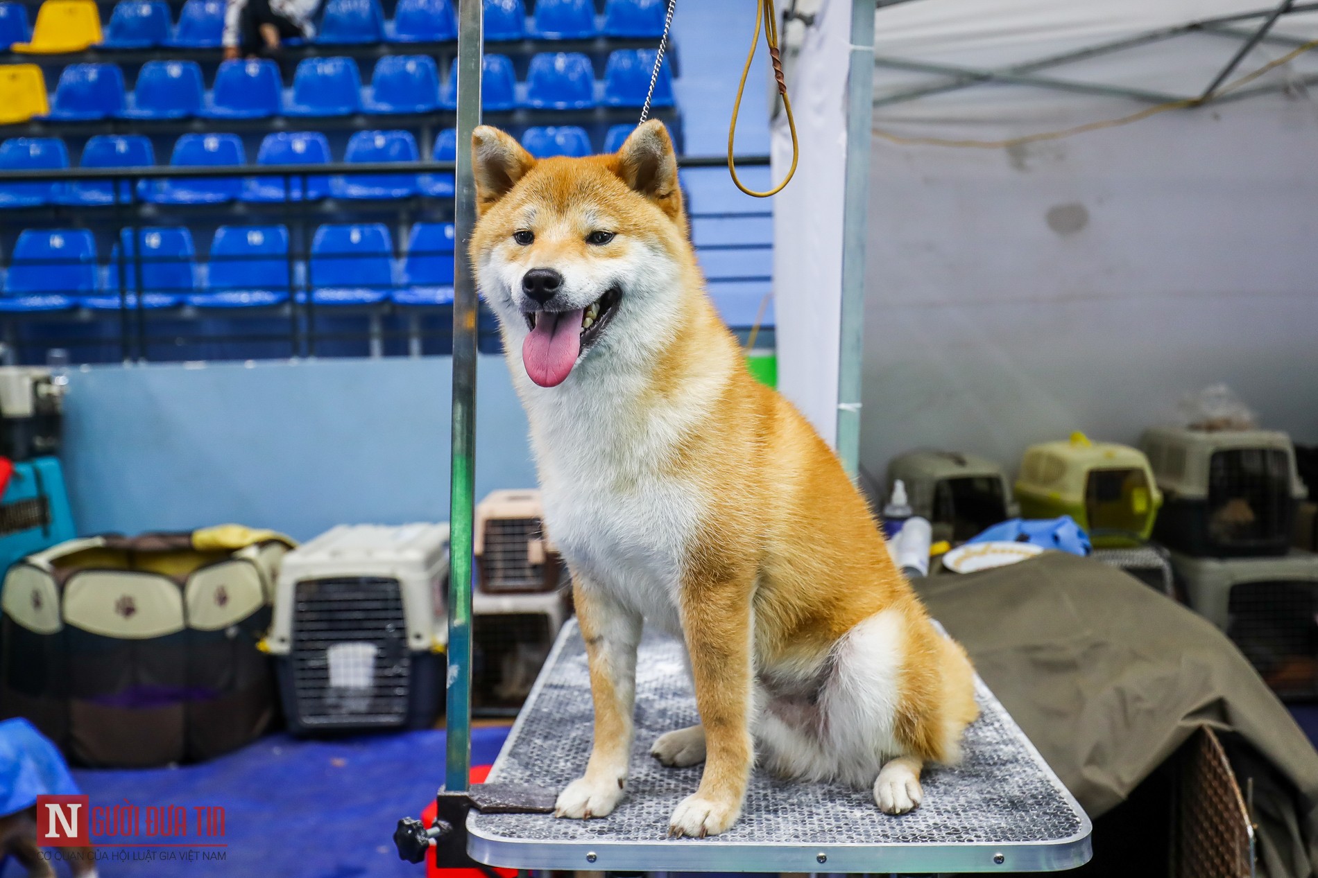 Tin nhanh - Hàng trăm “boss” được đưa đi thi tài tại Vietnam Championship Dog Show 2019 (Hình 3).