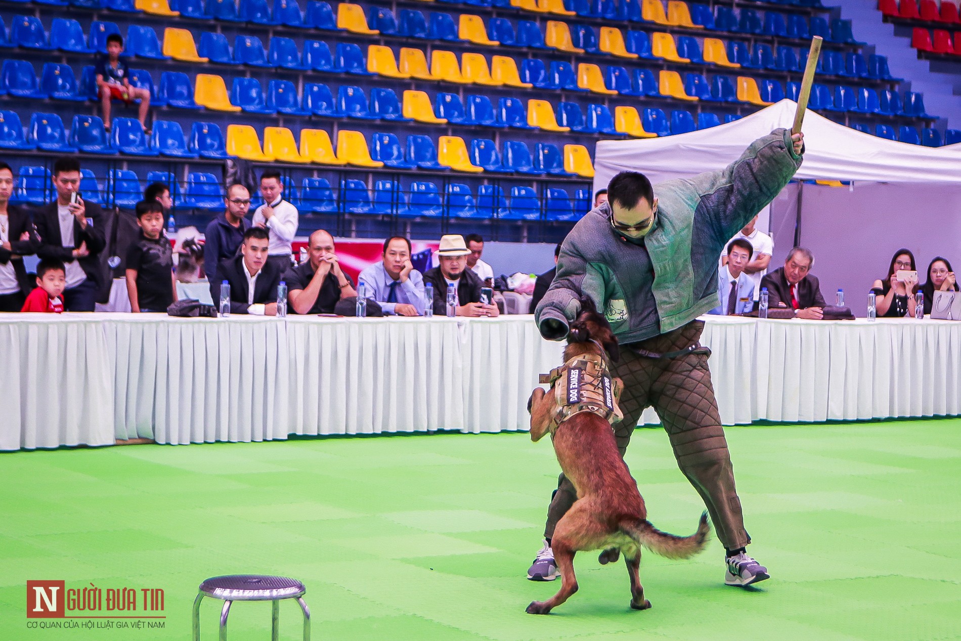 Tin nhanh - Hàng trăm “boss” được đưa đi thi tài tại Vietnam Championship Dog Show 2019 (Hình 12).