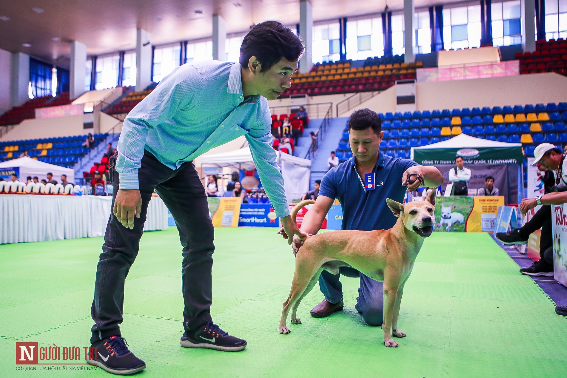 Tin nhanh - Hàng trăm “boss” được đưa đi thi tài tại Vietnam Championship Dog Show 2019