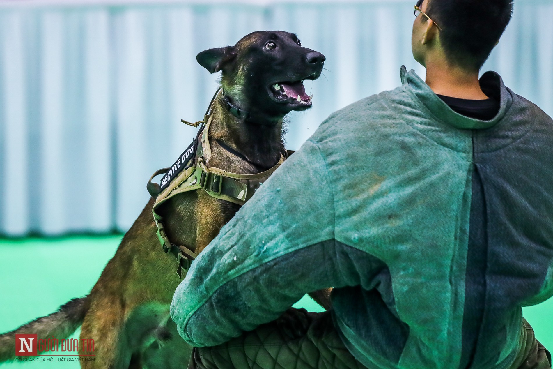 Tin nhanh - Hàng trăm “boss” được đưa đi thi tài tại Vietnam Championship Dog Show 2019 (Hình 10).