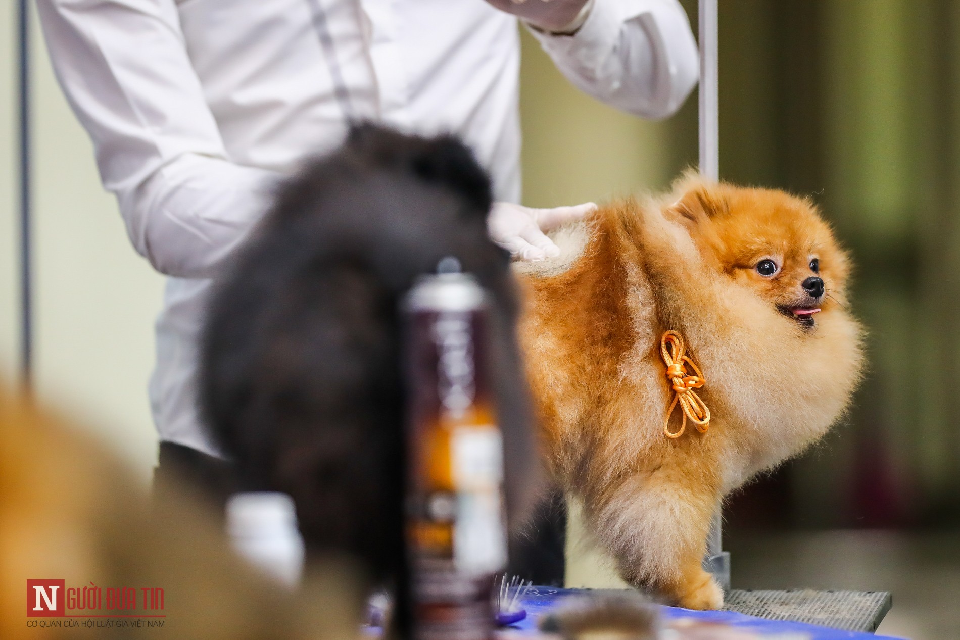 Tin nhanh - Hàng trăm “boss” được đưa đi thi tài tại Vietnam Championship Dog Show 2019 (Hình 4).