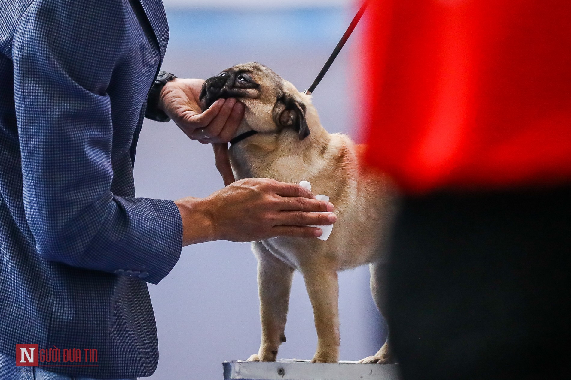 Tin nhanh - Hàng trăm “boss” được đưa đi thi tài tại Vietnam Championship Dog Show 2019 (Hình 9).