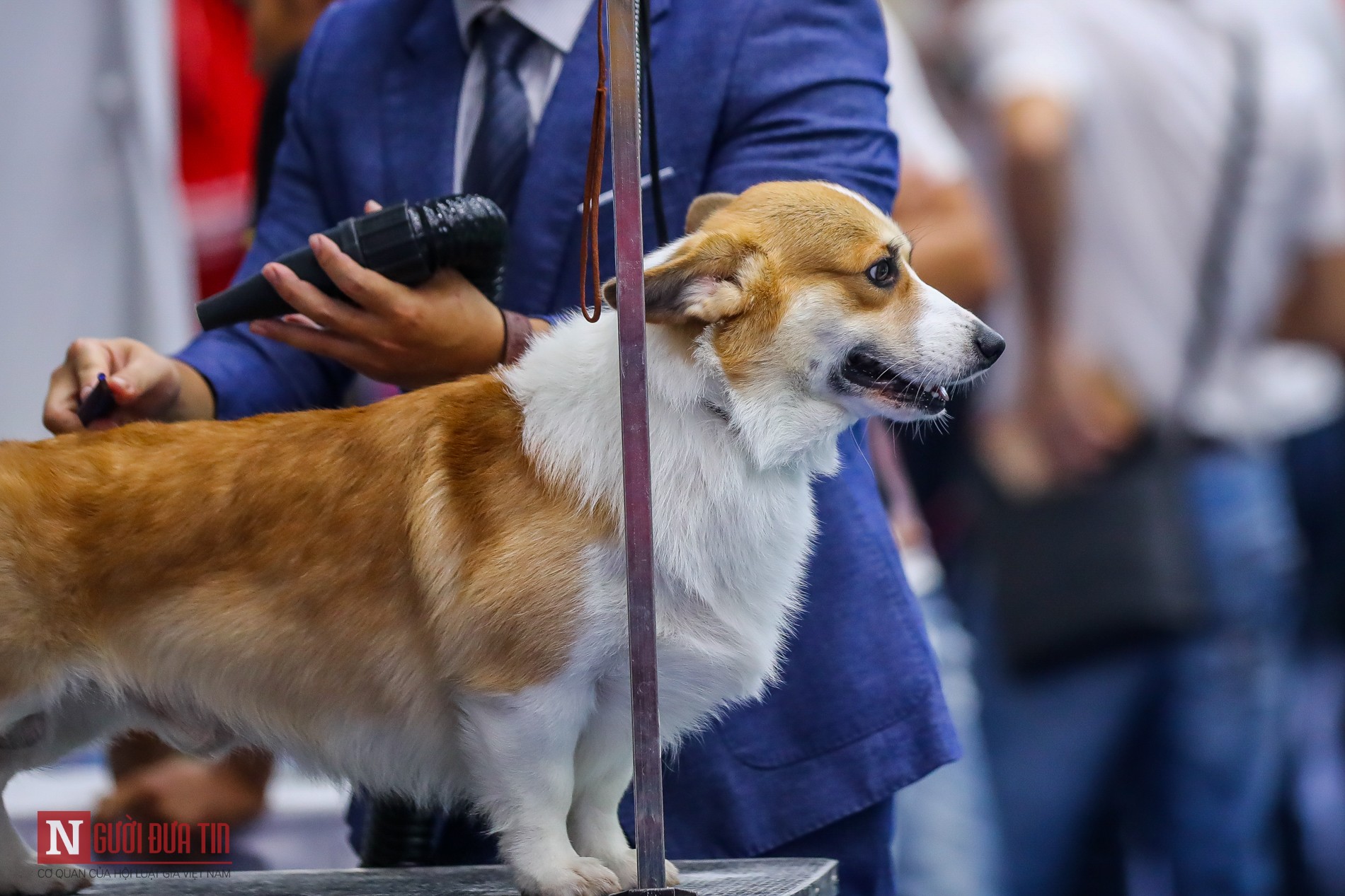 Tin nhanh - Hàng trăm “boss” được đưa đi thi tài tại Vietnam Championship Dog Show 2019 (Hình 5).