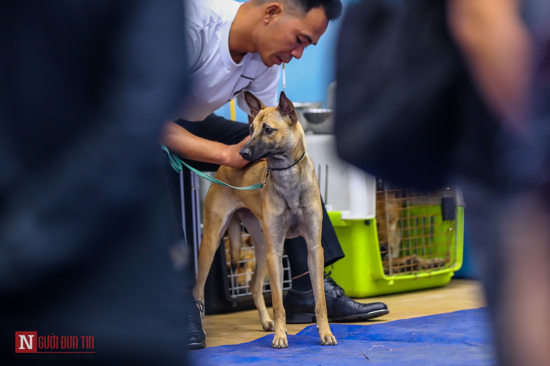 Tin nhanh - Hàng trăm “boss” được đưa đi thi tài tại Vietnam Championship Dog Show 2019 (Hình 6).