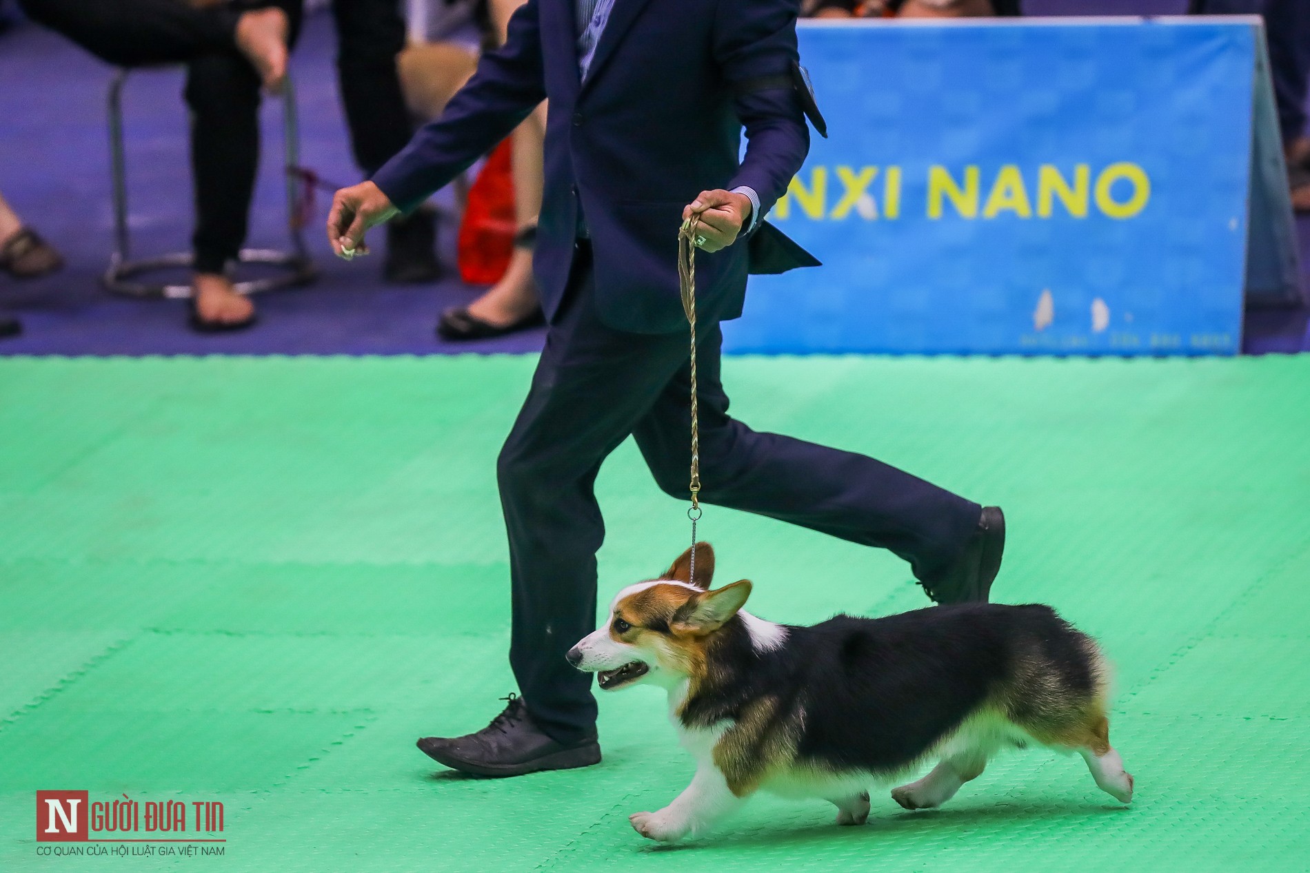 Tin nhanh - Hàng trăm “boss” được đưa đi thi tài tại Vietnam Championship Dog Show 2019 (Hình 2).