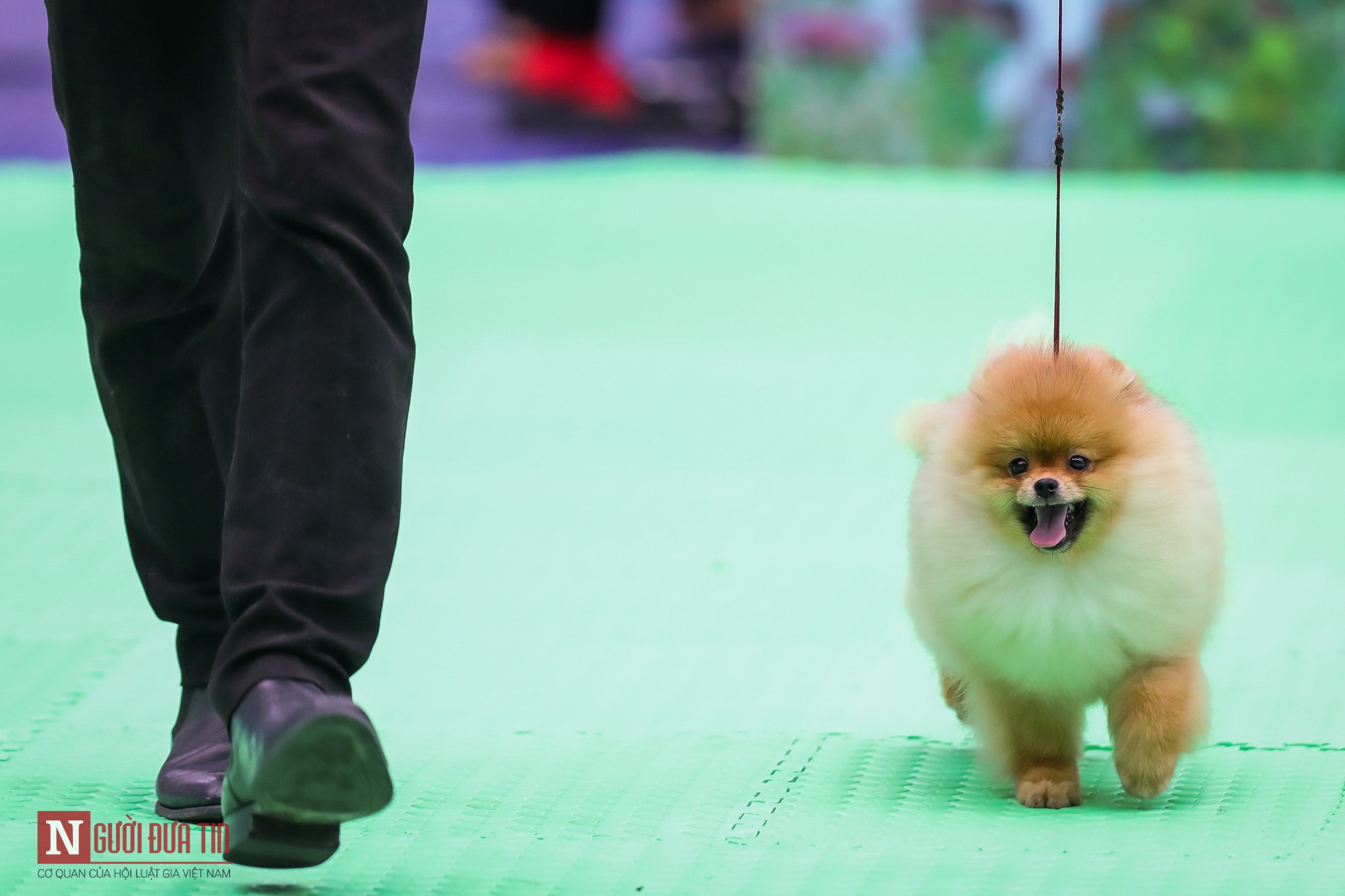 Tin nhanh - Hàng trăm “boss” được đưa đi thi tài tại Vietnam Championship Dog Show 2019 (Hình 7).