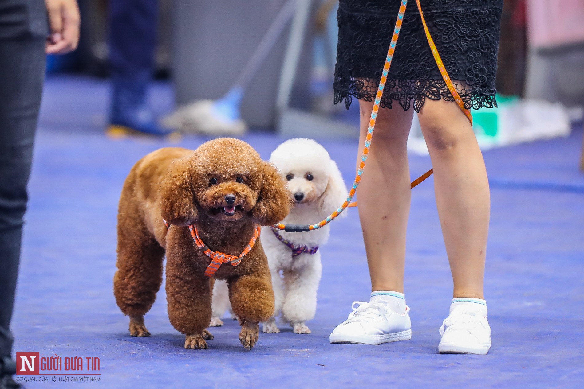 Tin nhanh - Hàng trăm “boss” được đưa đi thi tài tại Vietnam Championship Dog Show 2019 (Hình 8).