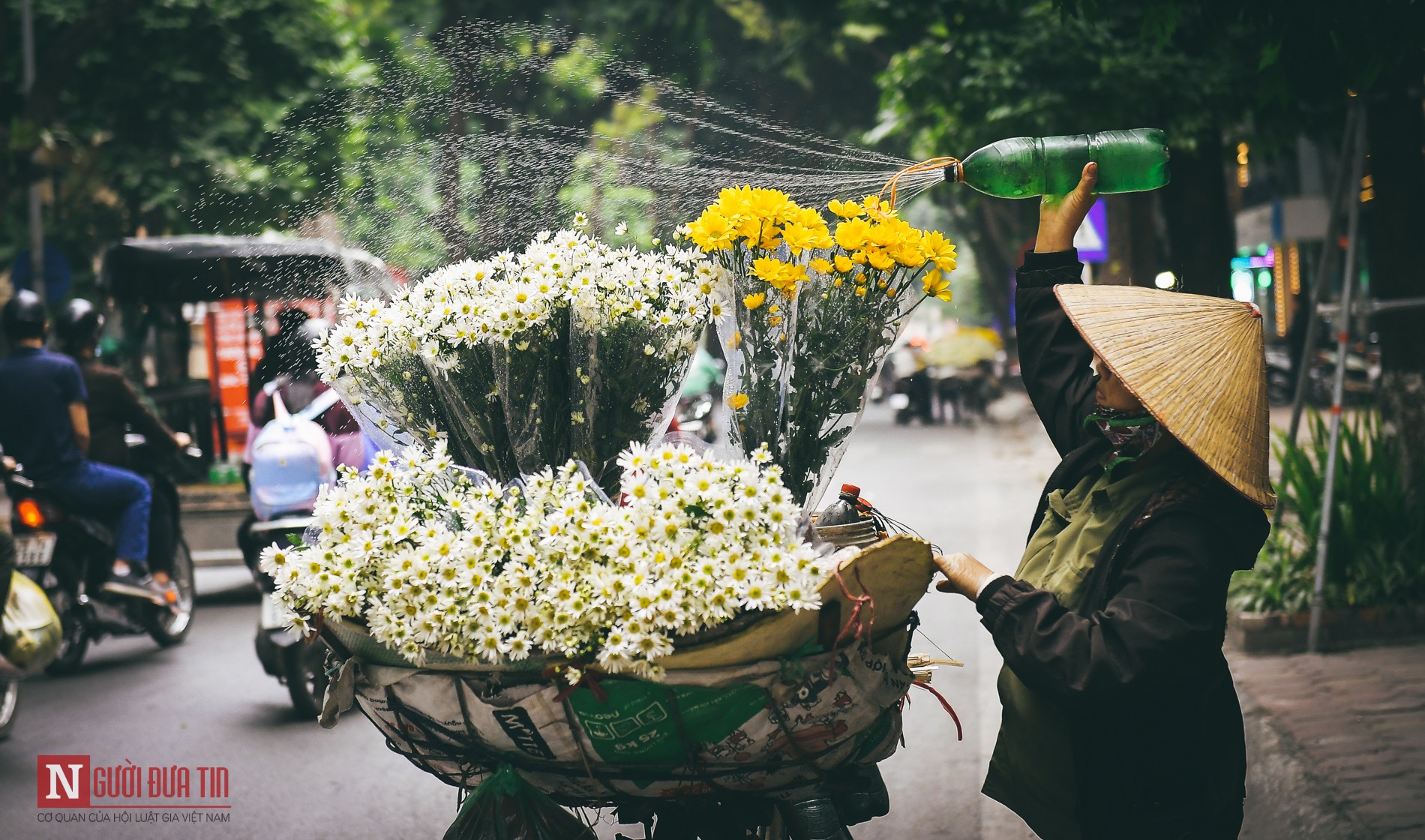 Dân sinh - Chùm ảnh: Cúc hoạ mi dịu dàng chở đông về trên phố (Hình 11).