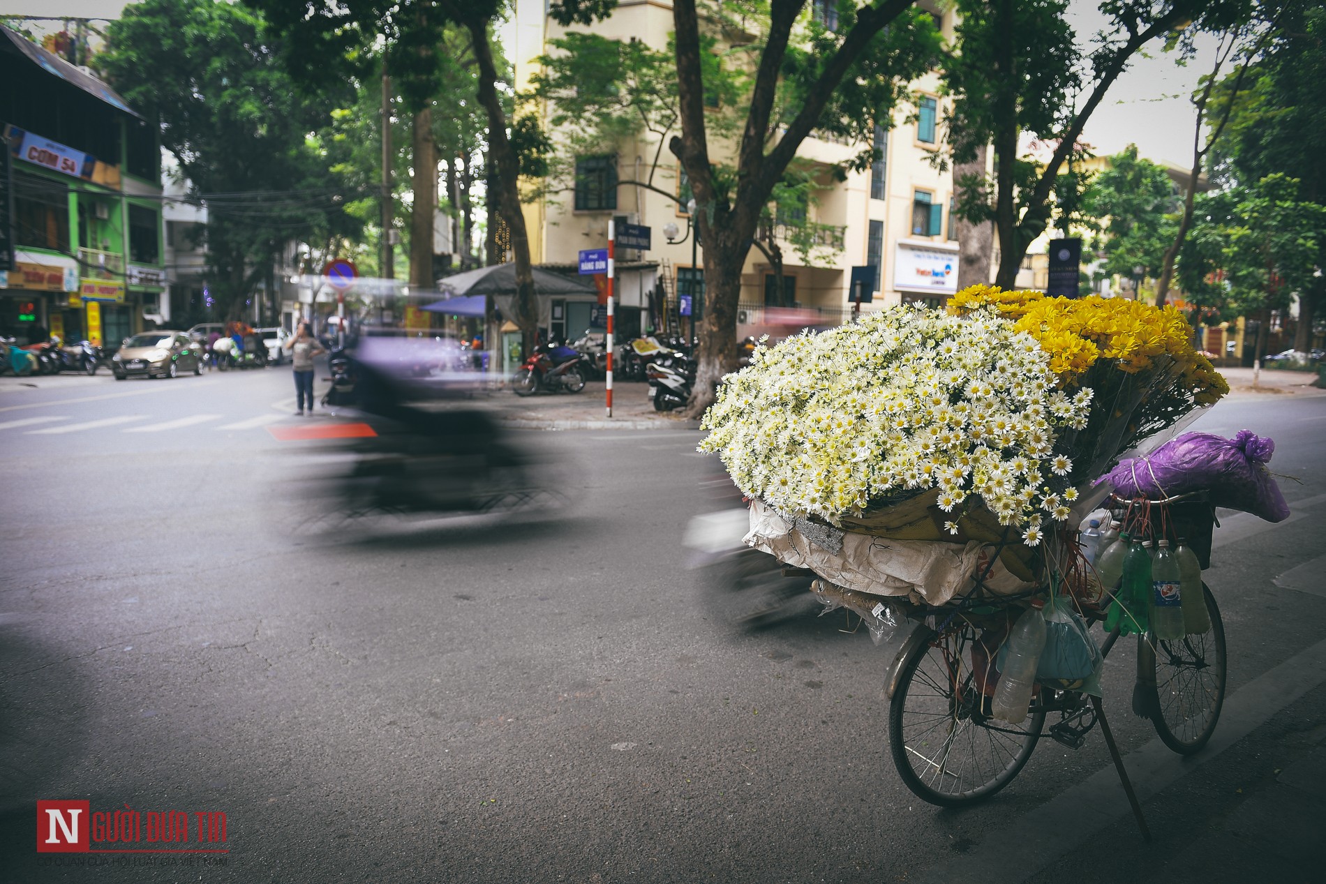 Dân sinh - Chùm ảnh: Cúc hoạ mi dịu dàng chở đông về trên phố (Hình 9).