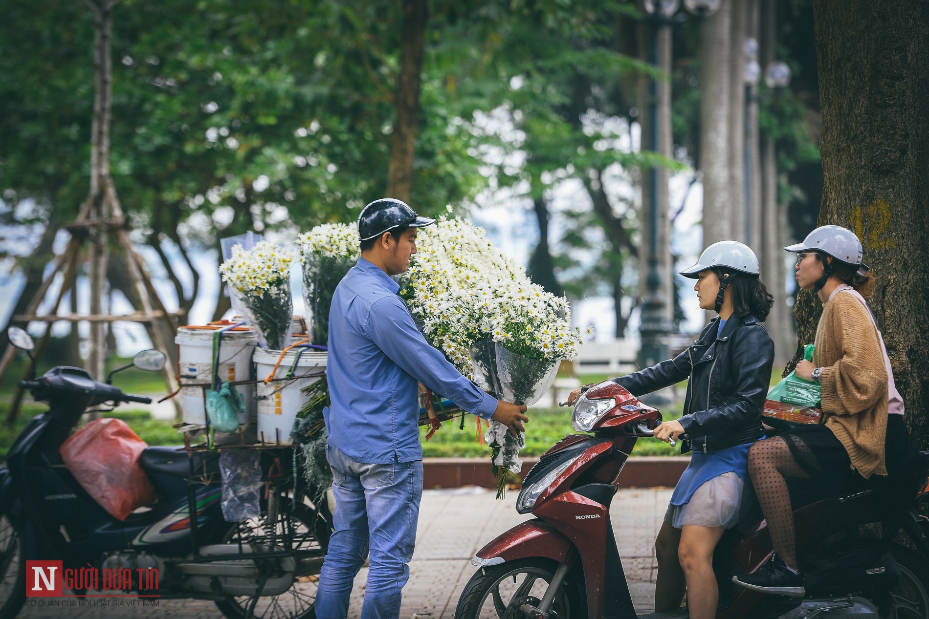 Dân sinh - Chùm ảnh: Cúc hoạ mi dịu dàng chở đông về trên phố (Hình 12).