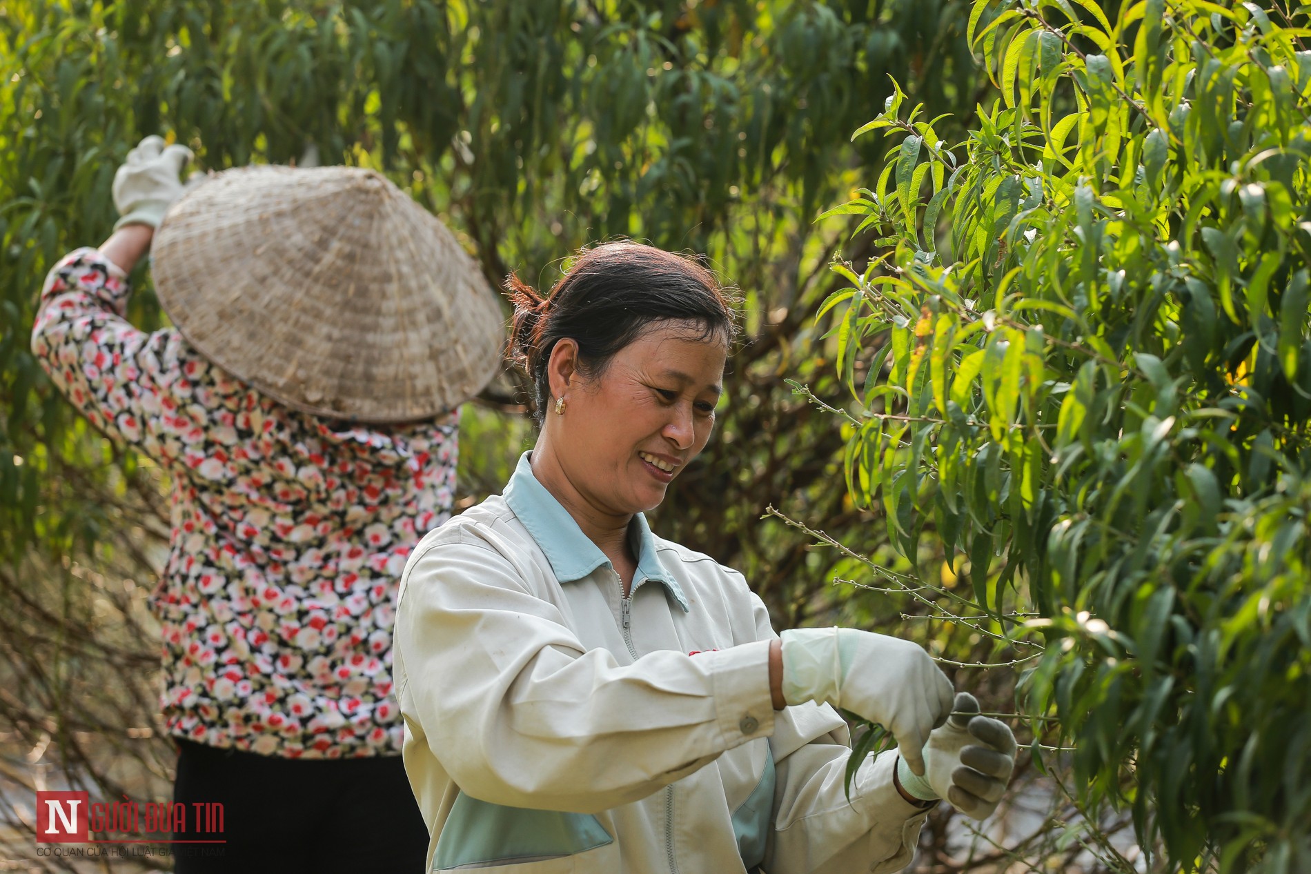 Tin nhanh - Nông dân hối hả tuốt lá đào đón xuân về (Hình 10).