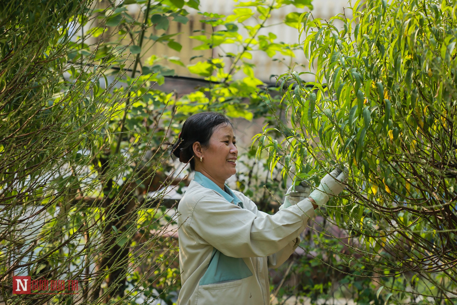 Tin nhanh - Nông dân hối hả tuốt lá đào đón xuân về (Hình 5).