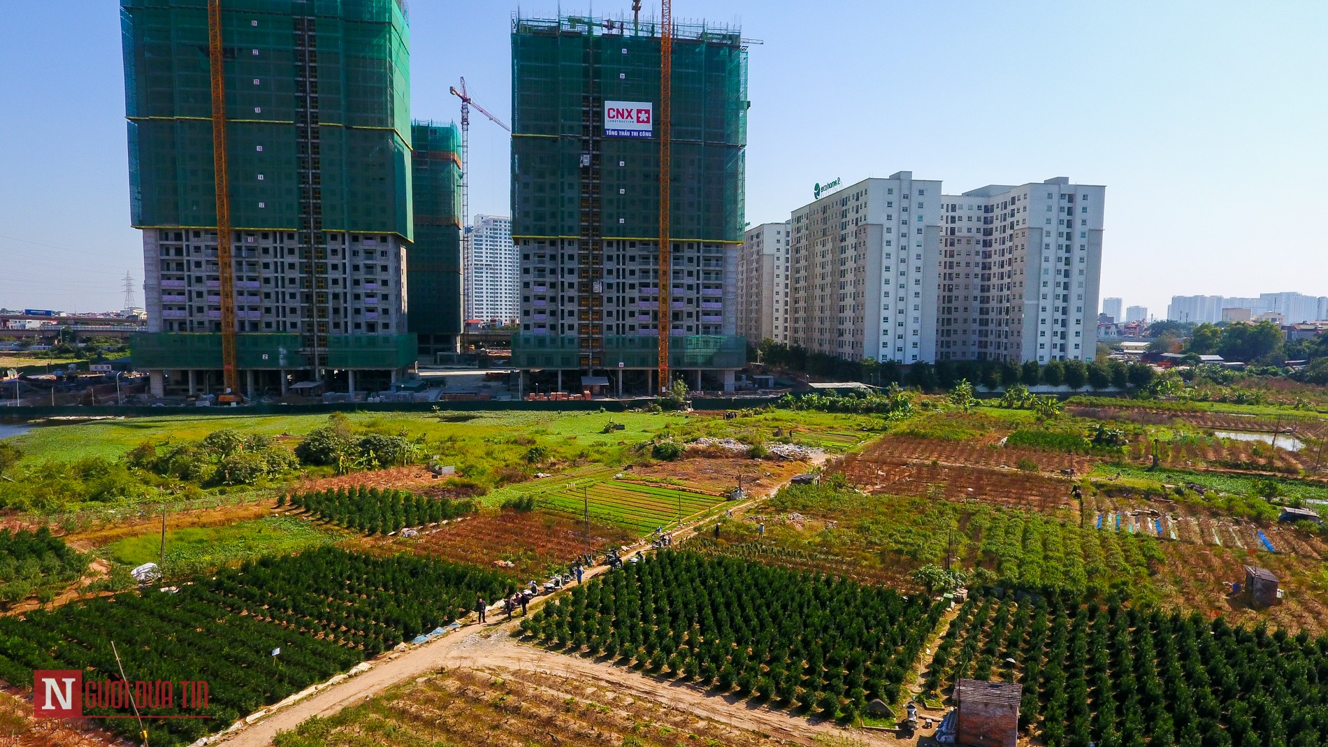 Tin nhanh - Hàng nghìn gốc đào lặng lẽ chết thành củi khô trước Tết Nguyên đán