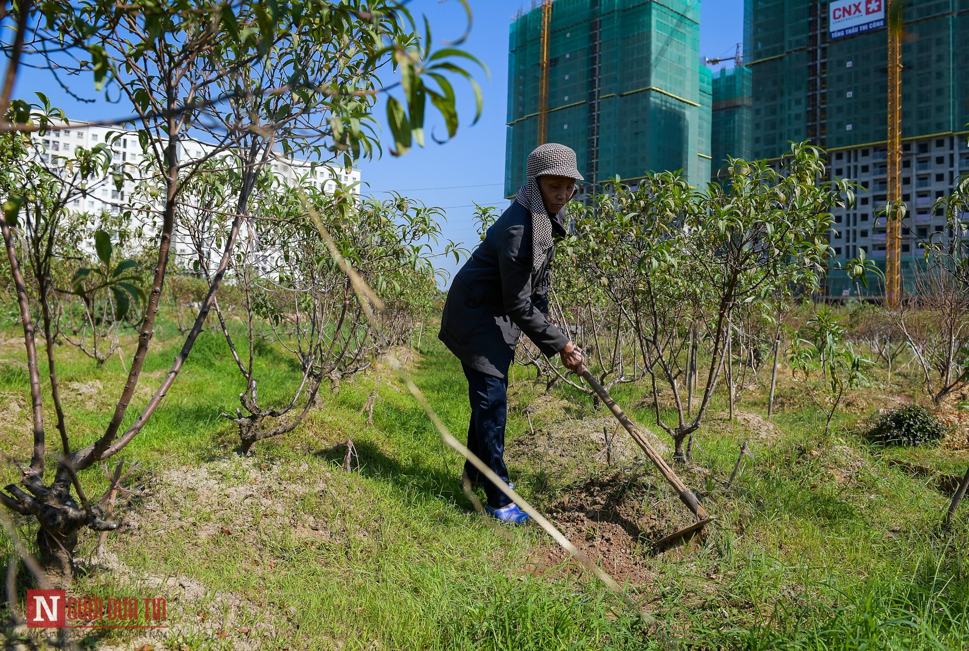 Tin nhanh - Hàng nghìn gốc đào lặng lẽ chết thành củi khô trước Tết Nguyên đán (Hình 9).