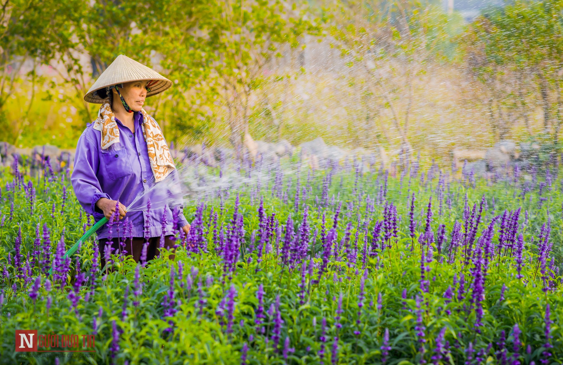 Tin nhanh - Nao lòng cánh đồng hoa xôn xanh cả hecta giữa lòng thủ đô (Hình 10).