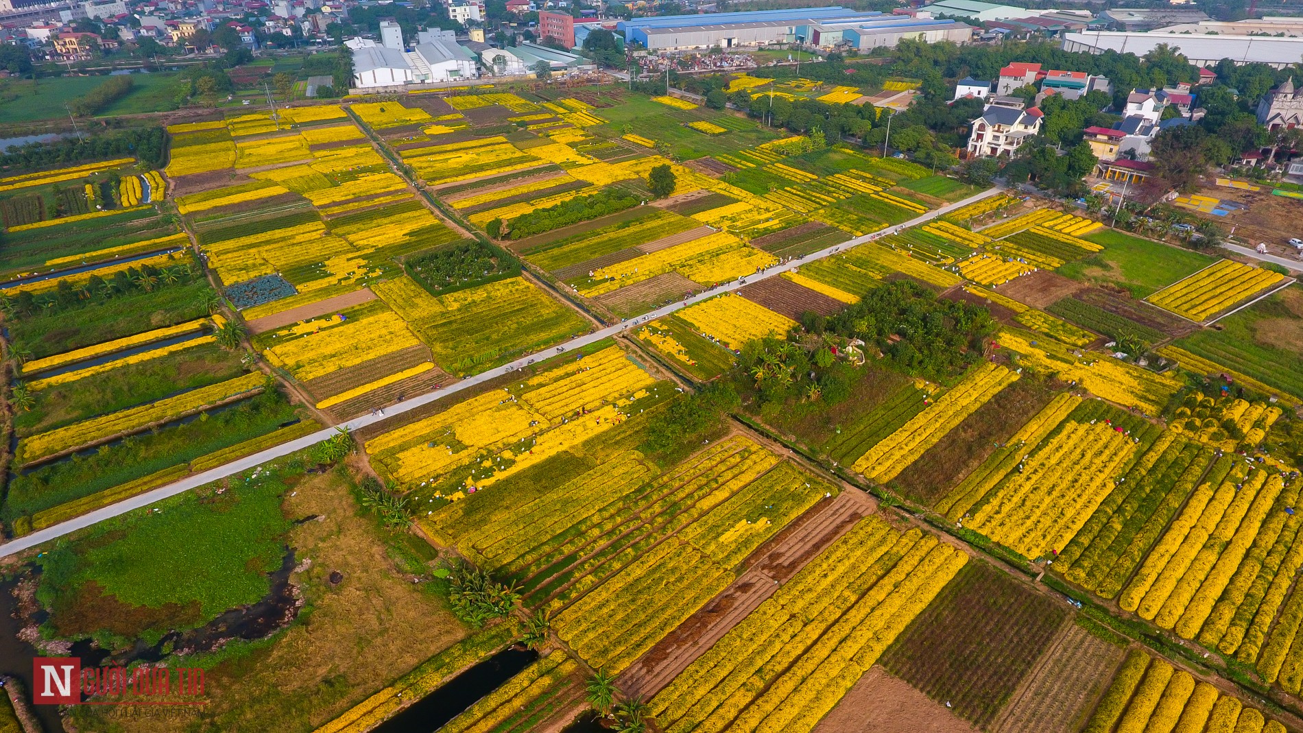 Tin nhanh - Về Nghĩa Trai ngắm cánh đồng cúc chi bạt ngàn, thơ mộng