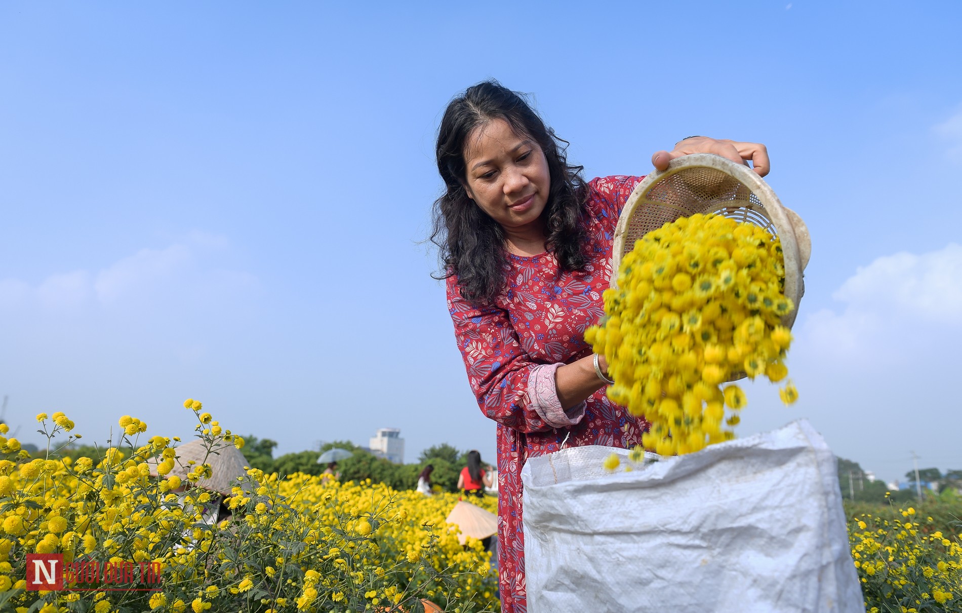 Tin nhanh - Về Nghĩa Trai ngắm cánh đồng cúc chi bạt ngàn, thơ mộng (Hình 15).