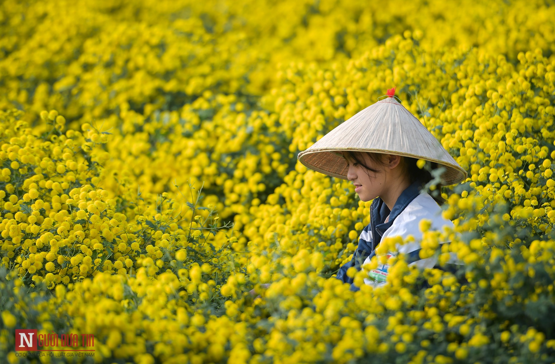 Tin nhanh - Về Nghĩa Trai ngắm cánh đồng cúc chi bạt ngàn, thơ mộng (Hình 11).