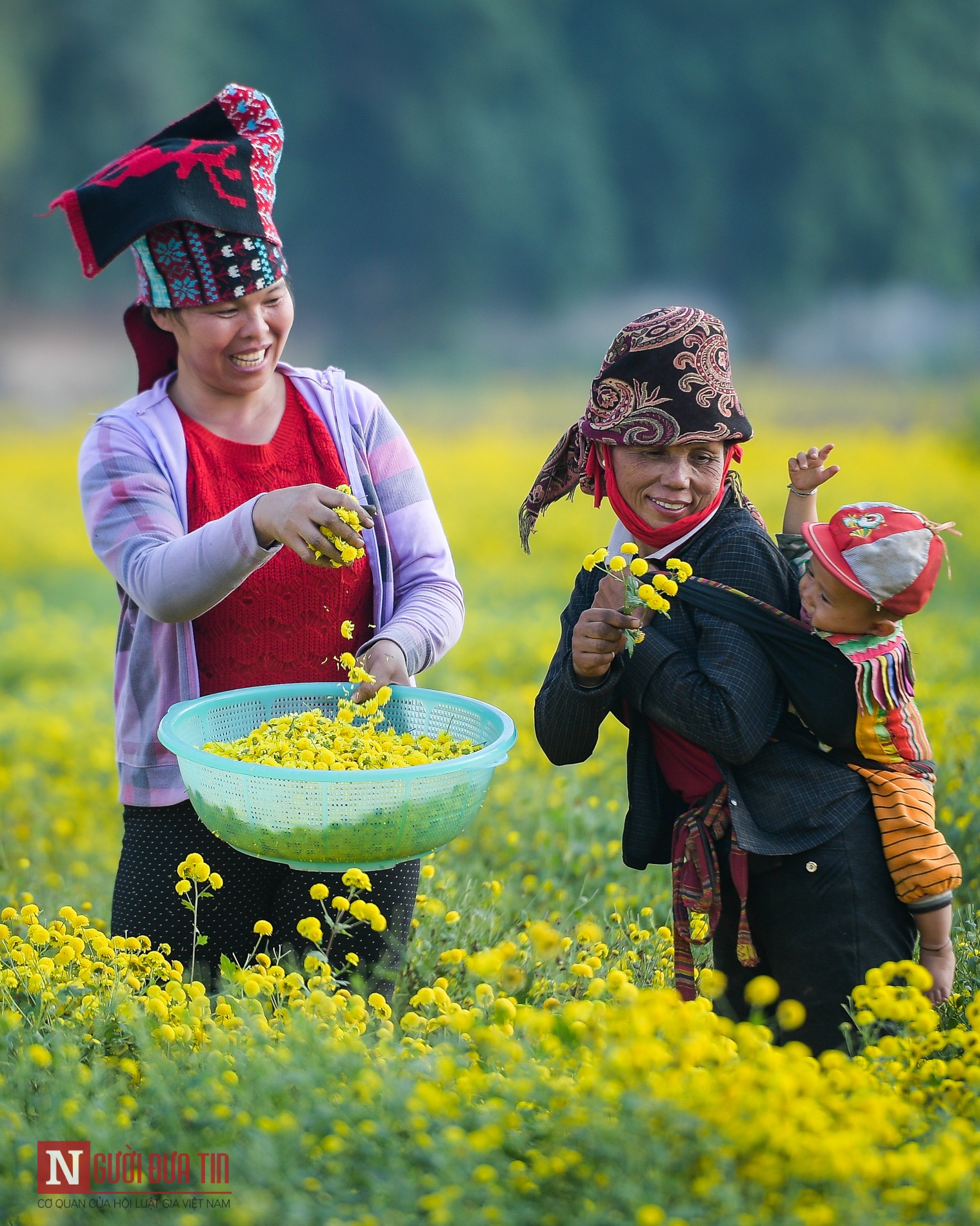 Tin nhanh - Về Nghĩa Trai ngắm cánh đồng cúc chi bạt ngàn, thơ mộng (Hình 18).