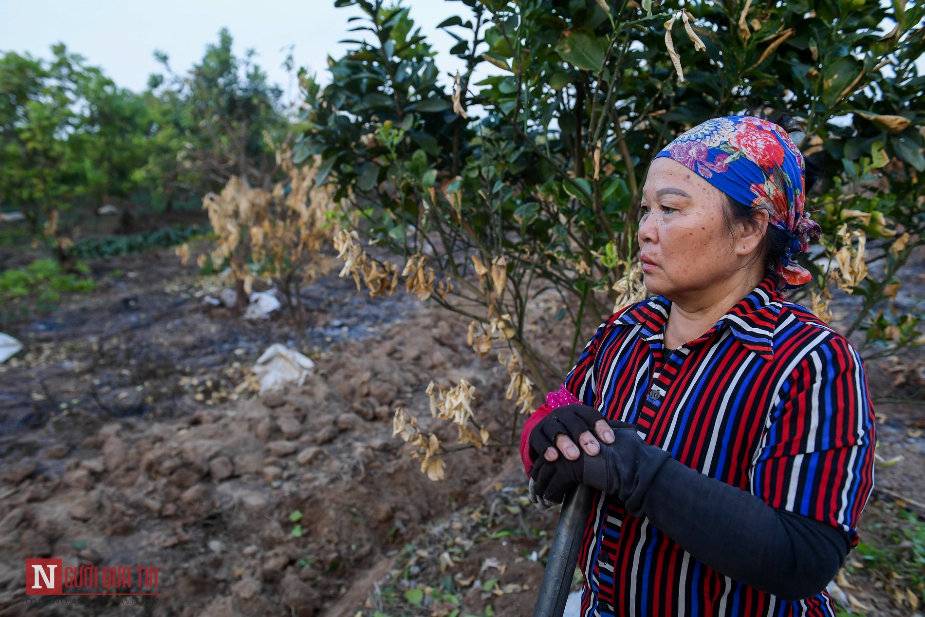 Tin nhanh - Hưng Yên: Xót xa hàng trăm cây ăn quả bị kẻ gian đốt trụi (Hình 8).