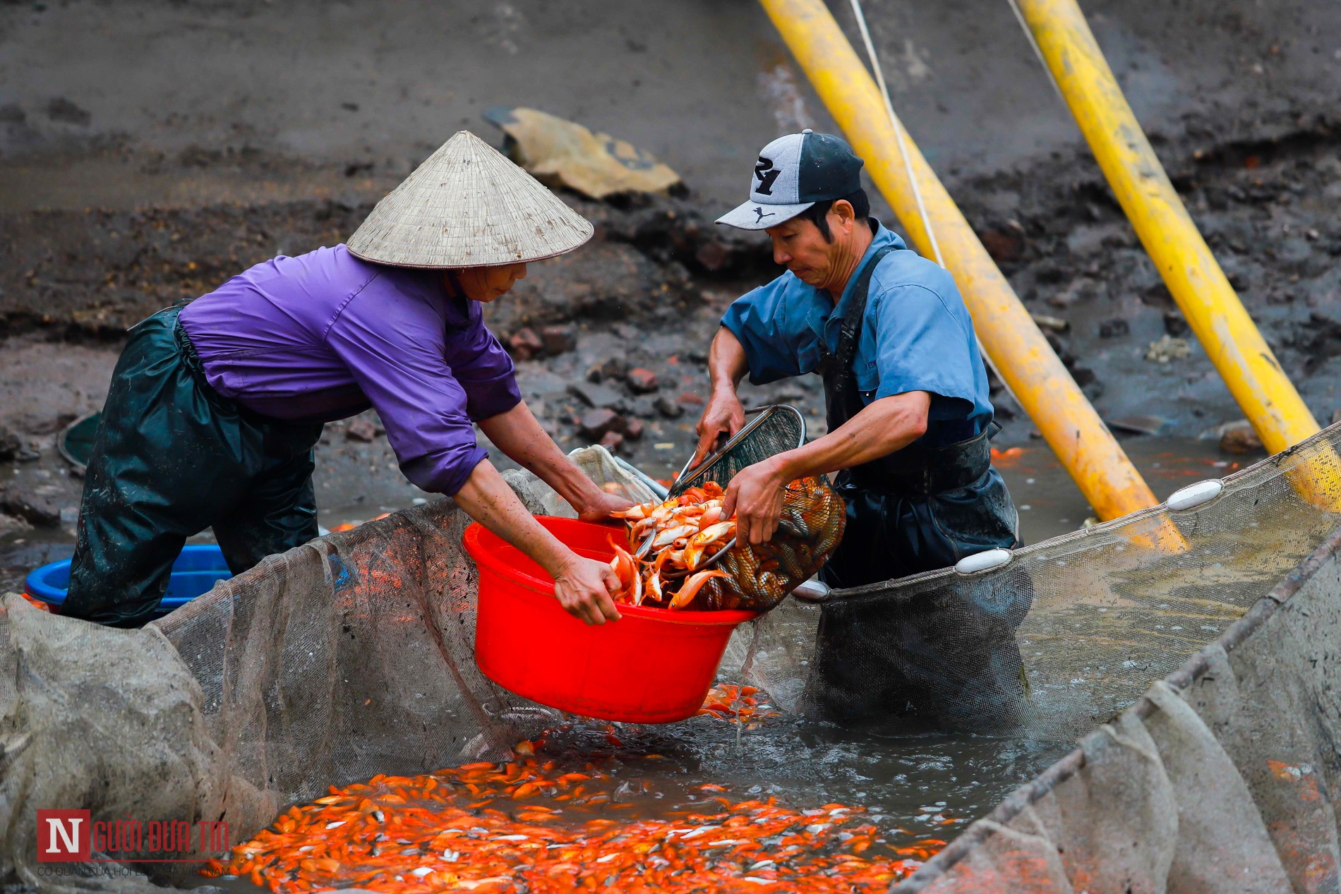 Tin nhanh - Làng nghề cá chép đỏ nhộn nhịp trước Tết ông Công, ông Táo (Hình 7).