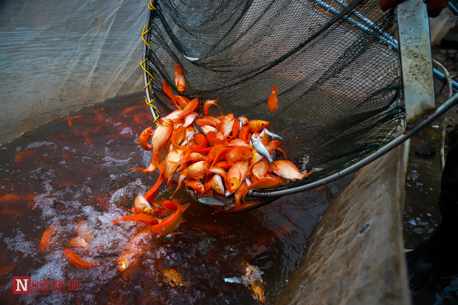 Tin nhanh - Làng nghề cá chép đỏ nhộn nhịp trước Tết ông Công, ông Táo (Hình 9).