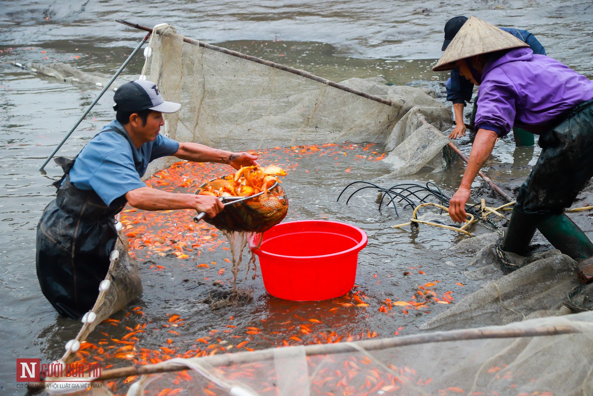 Tin nhanh - Làng nghề cá chép đỏ nhộn nhịp trước Tết ông Công, ông Táo (Hình 6).