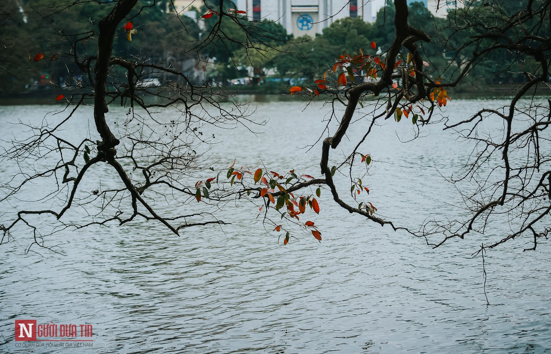 Tin nhanh - Hà Nội lãng mạn mùa cây thay lá (Hình 15).