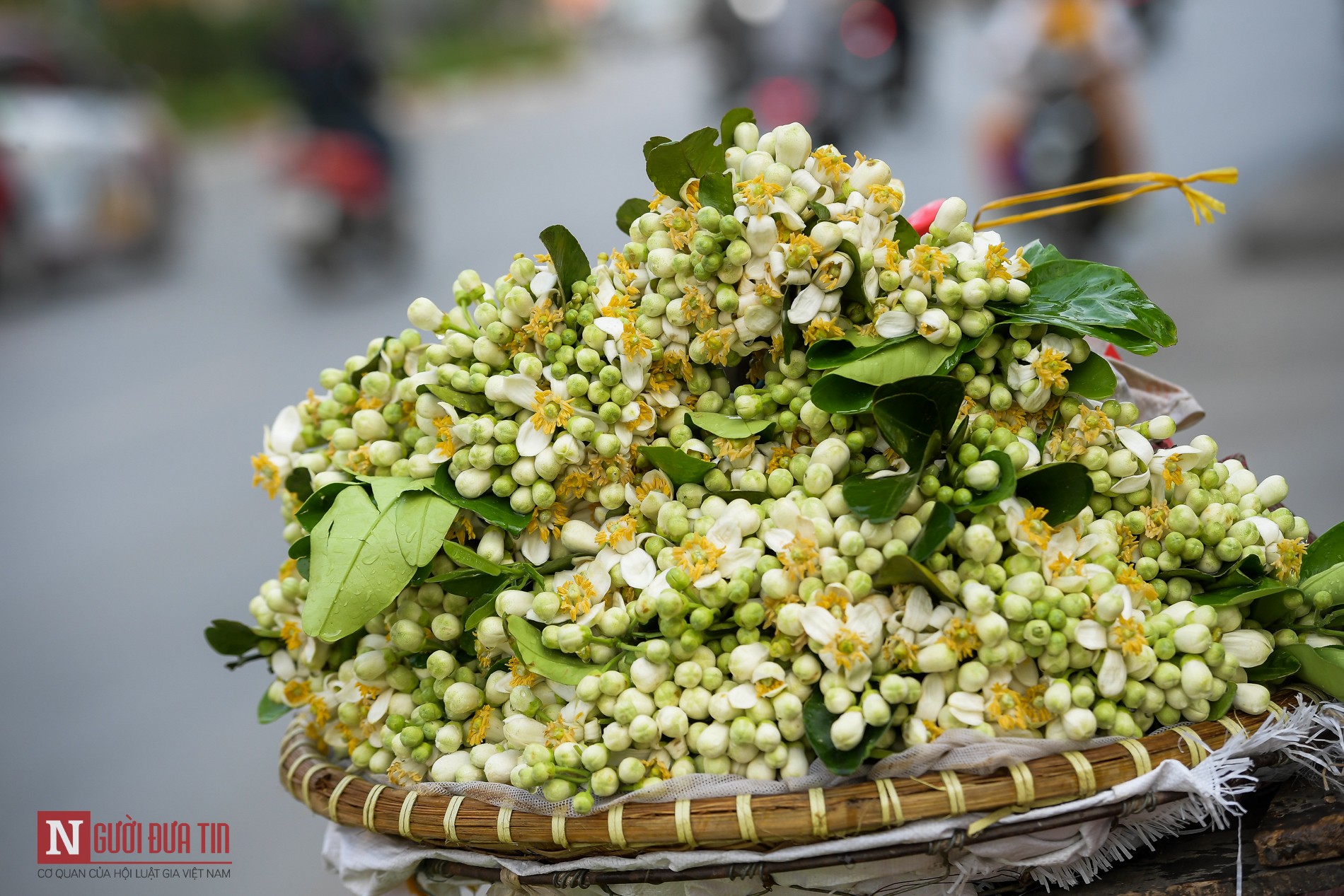 Dân sinh - Hoa bưởi nồng nàn trên các con phố Thủ đô (Hình 8).